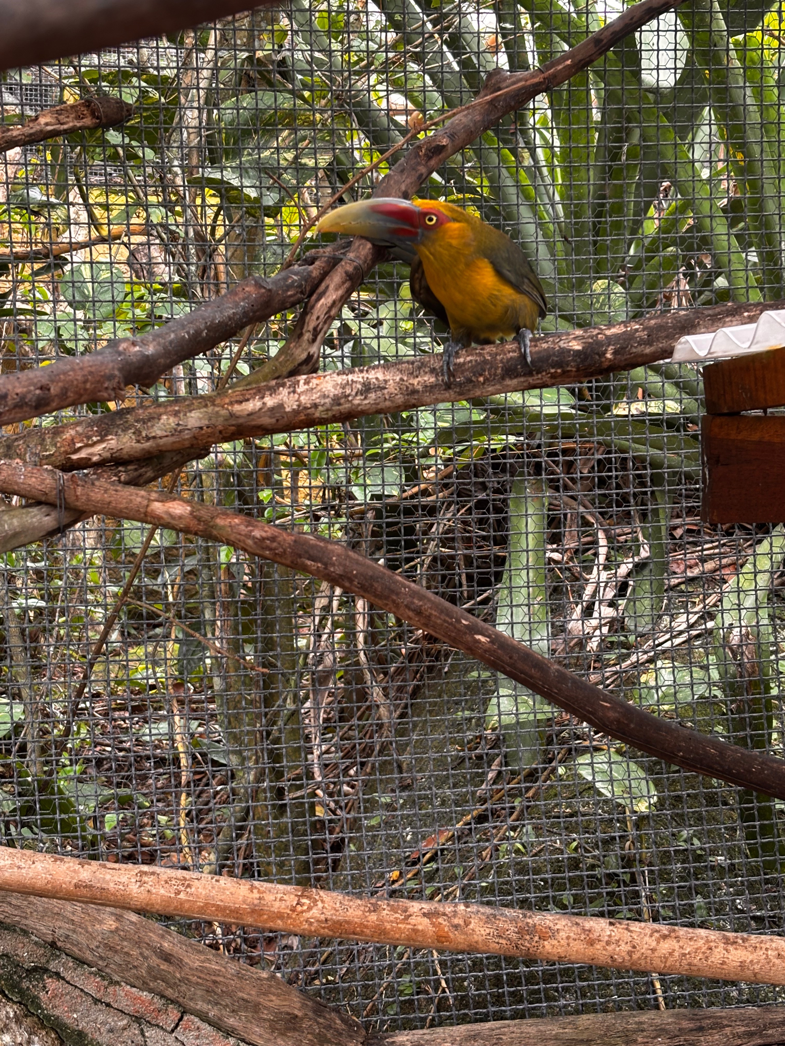 Help ASM rehabilitate the increasing number of injured birds campaign photo, 2 of 8