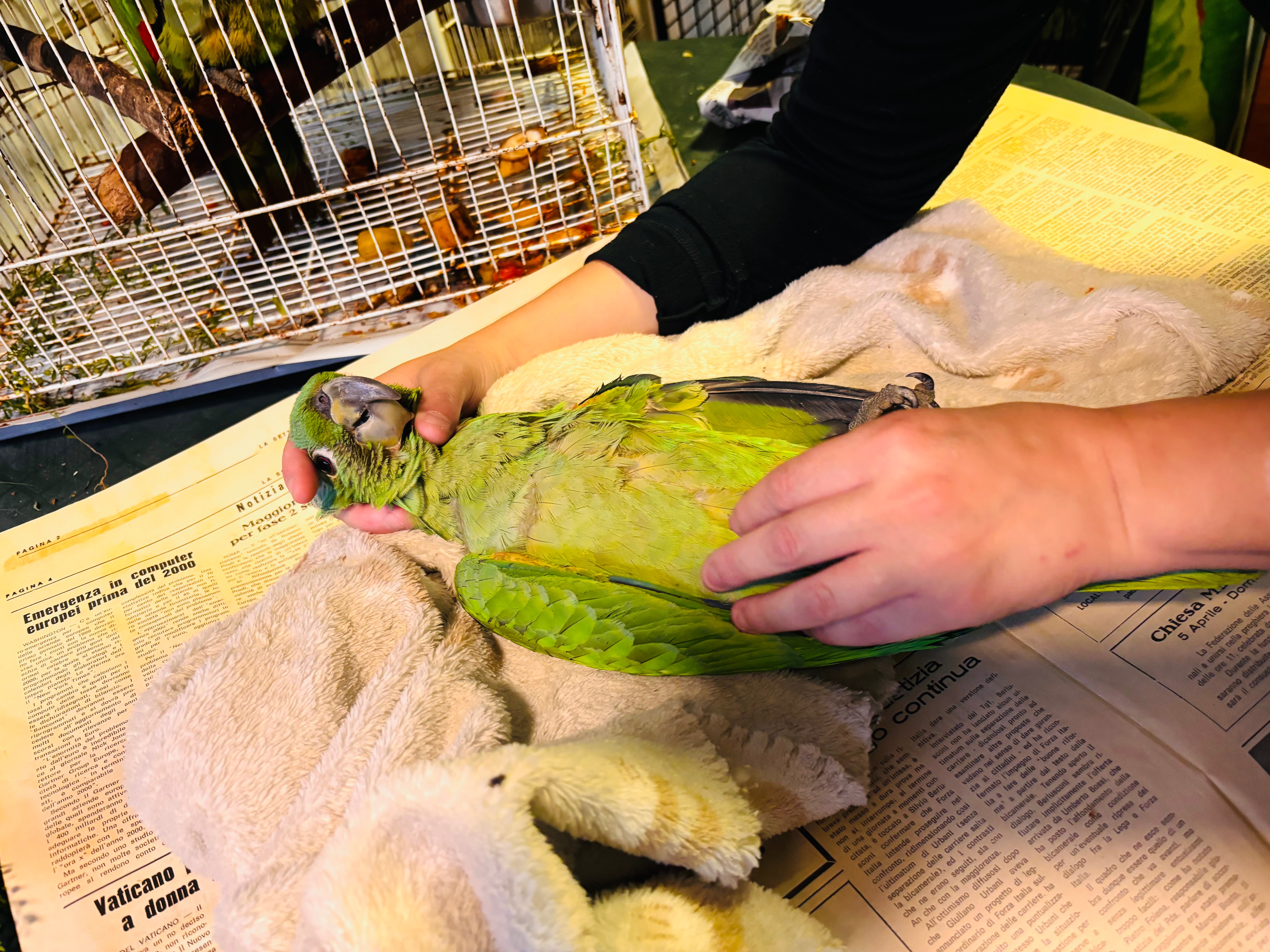 Help ASM rehabilitate the increasing number of injured birds campaign photo, 4 of 8