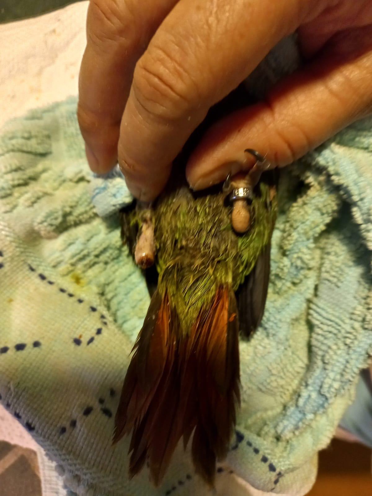 Help ASM rehabilitate the increasing number of injured birds campaign photo, 6 of 8