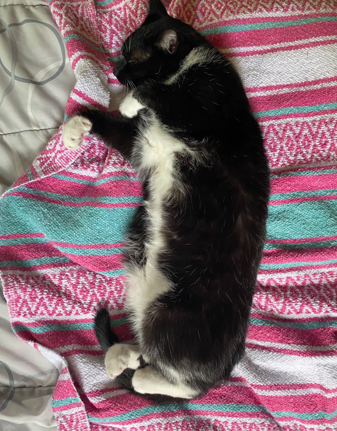 Help Rago Get Urgent Medical Care campaign photo, 5 of 8