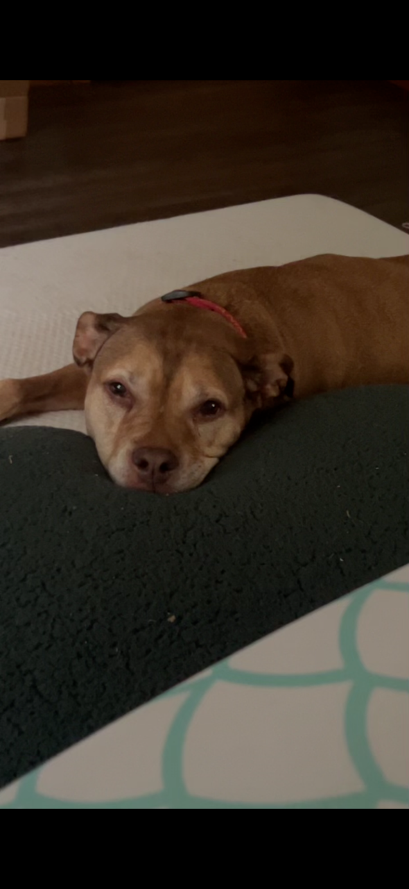 Donate for Eve's Cancer Treatment campaign photo, 5 of 6