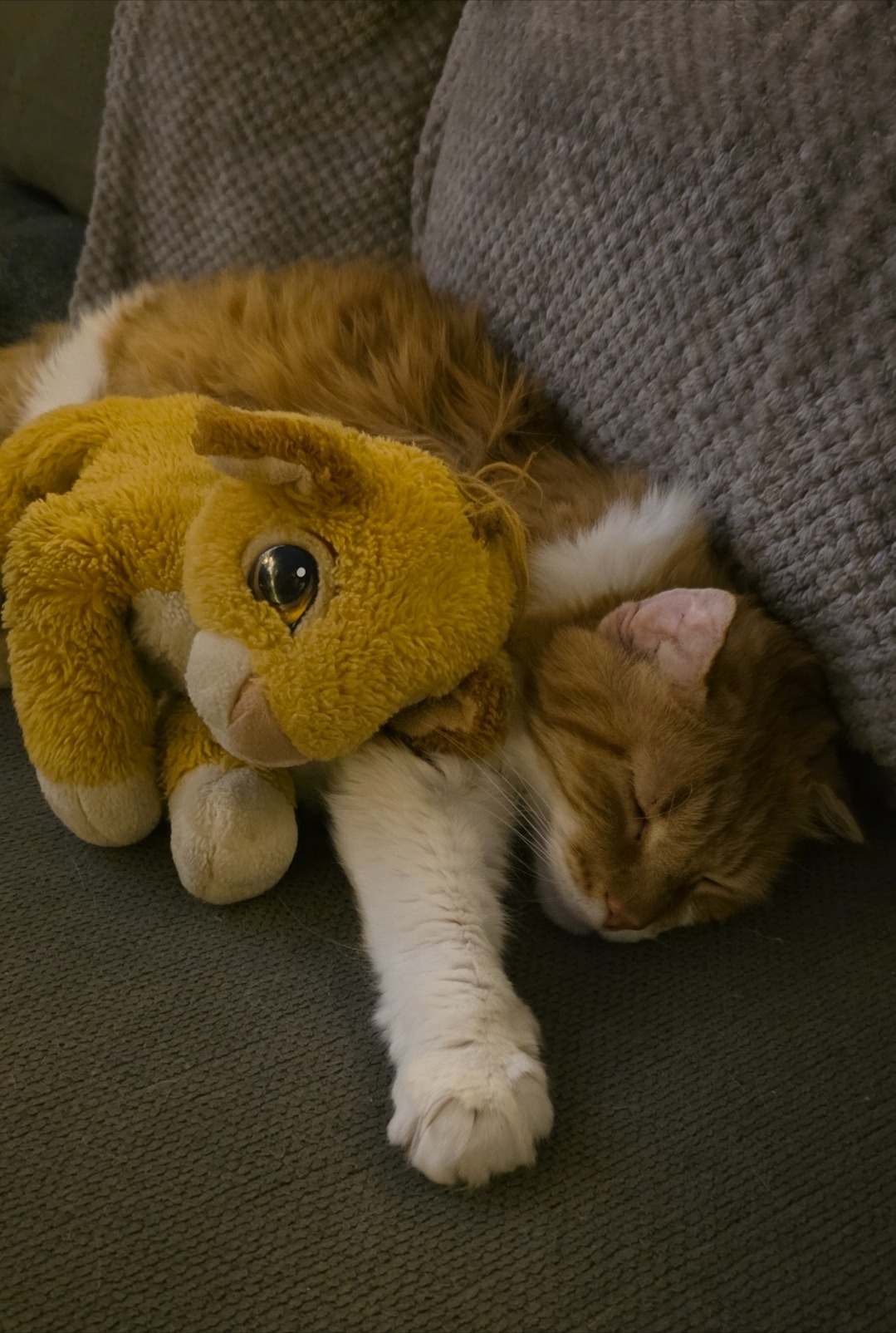 Donate to Save Albert's Ears and Tail campaign photo, 6 of 7