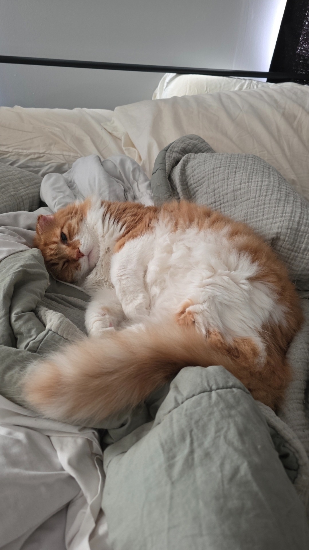 Donate to Save Albert's Ears and Tail campaign photo, 4 of 7