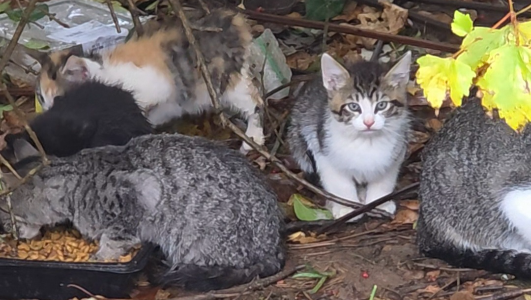 Save the camp kitties: Support Their Survival and health.