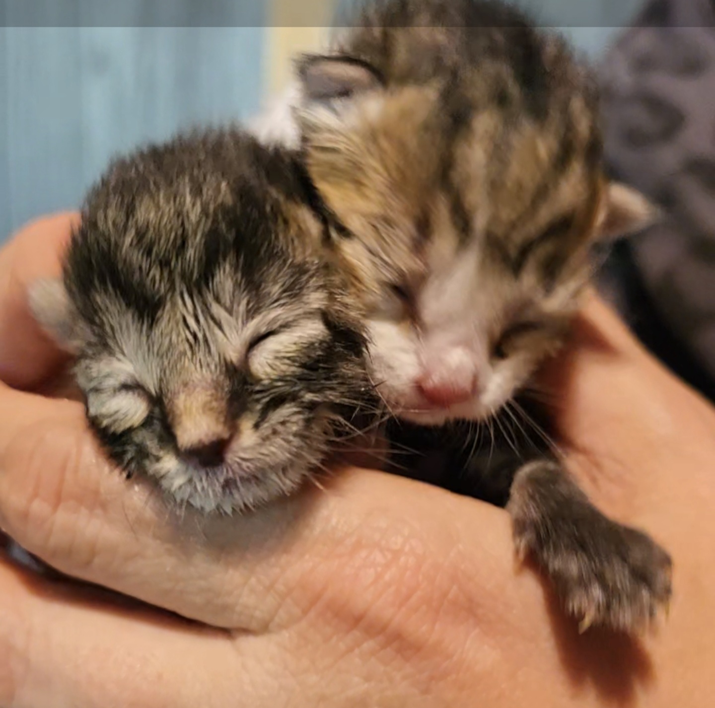 Save the camp kitties: Support Their Survival and health. campaign photo, 6 of 10