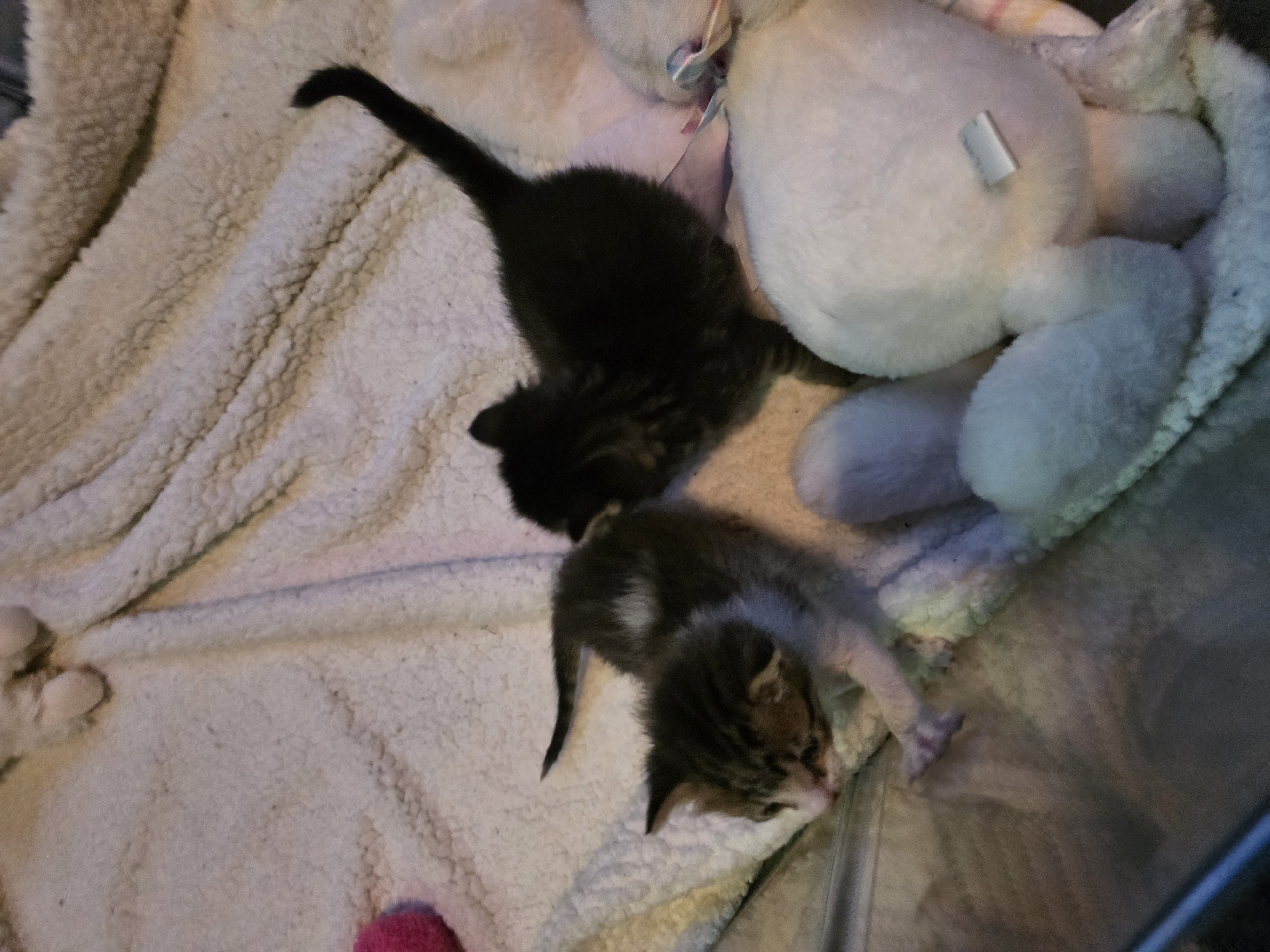 Save the camp kitties: Support Their Survival and health. campaign photo, 7 of 10
