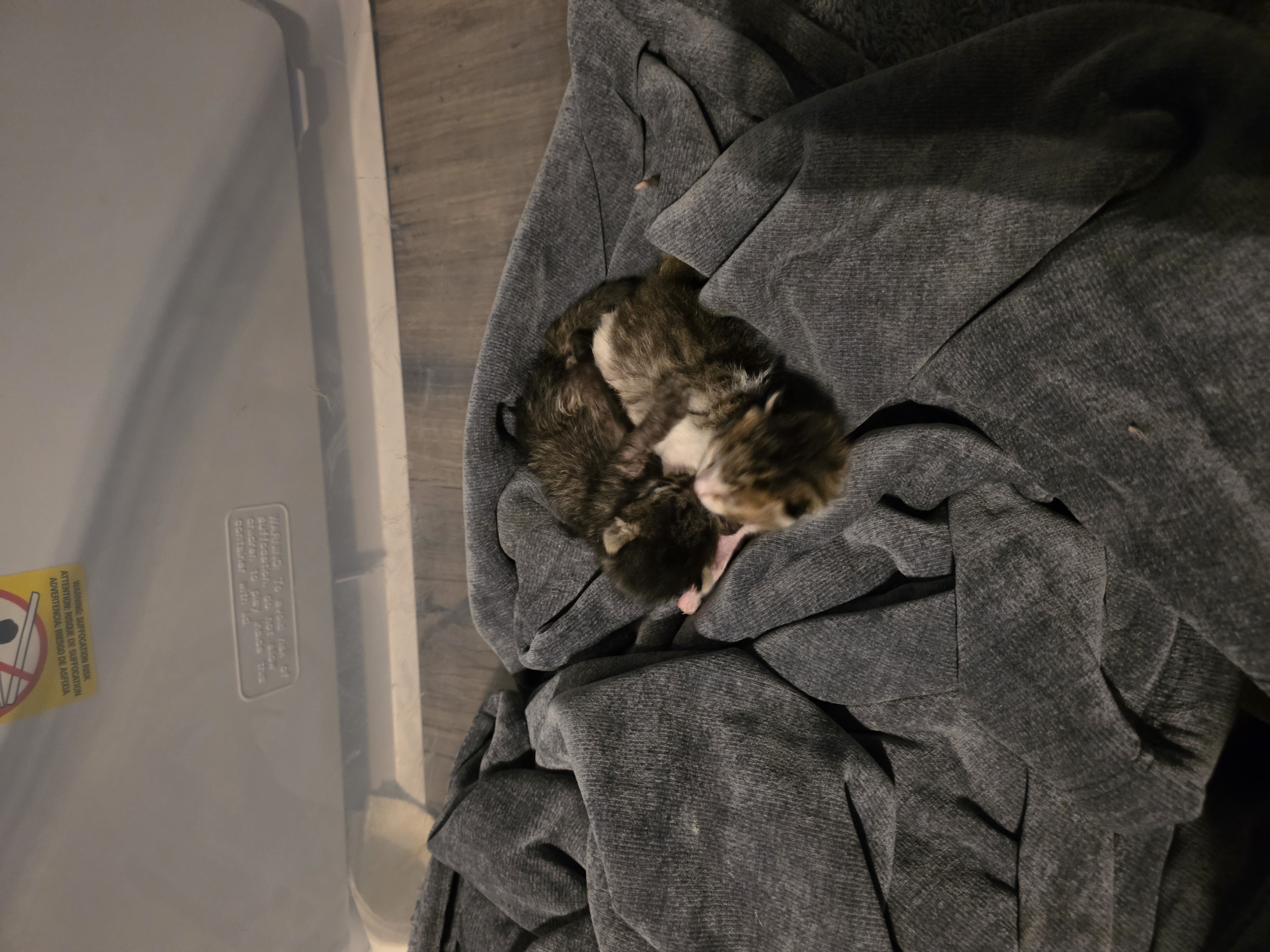 Save the camp kitties: Support Their Survival and health. campaign photo, 8 of 10