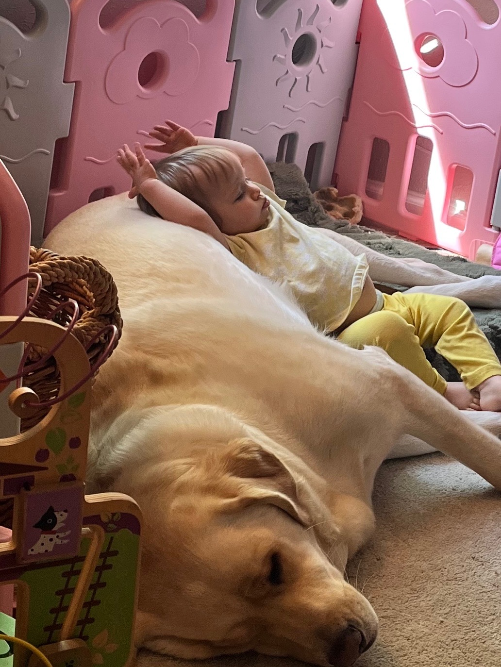 Give Buddy a Chance: Fund His Crucial Surgery campaign photo, 7 of 8