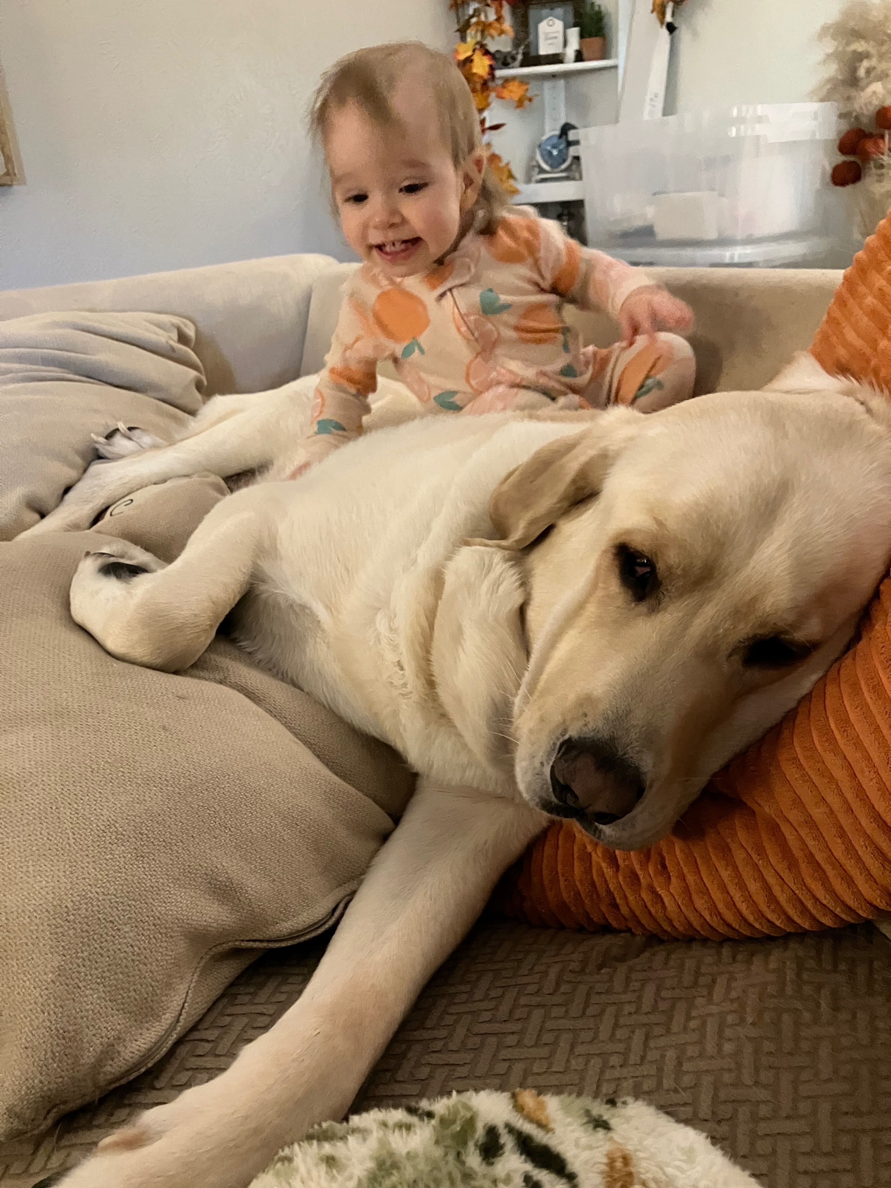 Give Buddy a Chance: Fund His Crucial Surgery campaign photo, 4 of 8