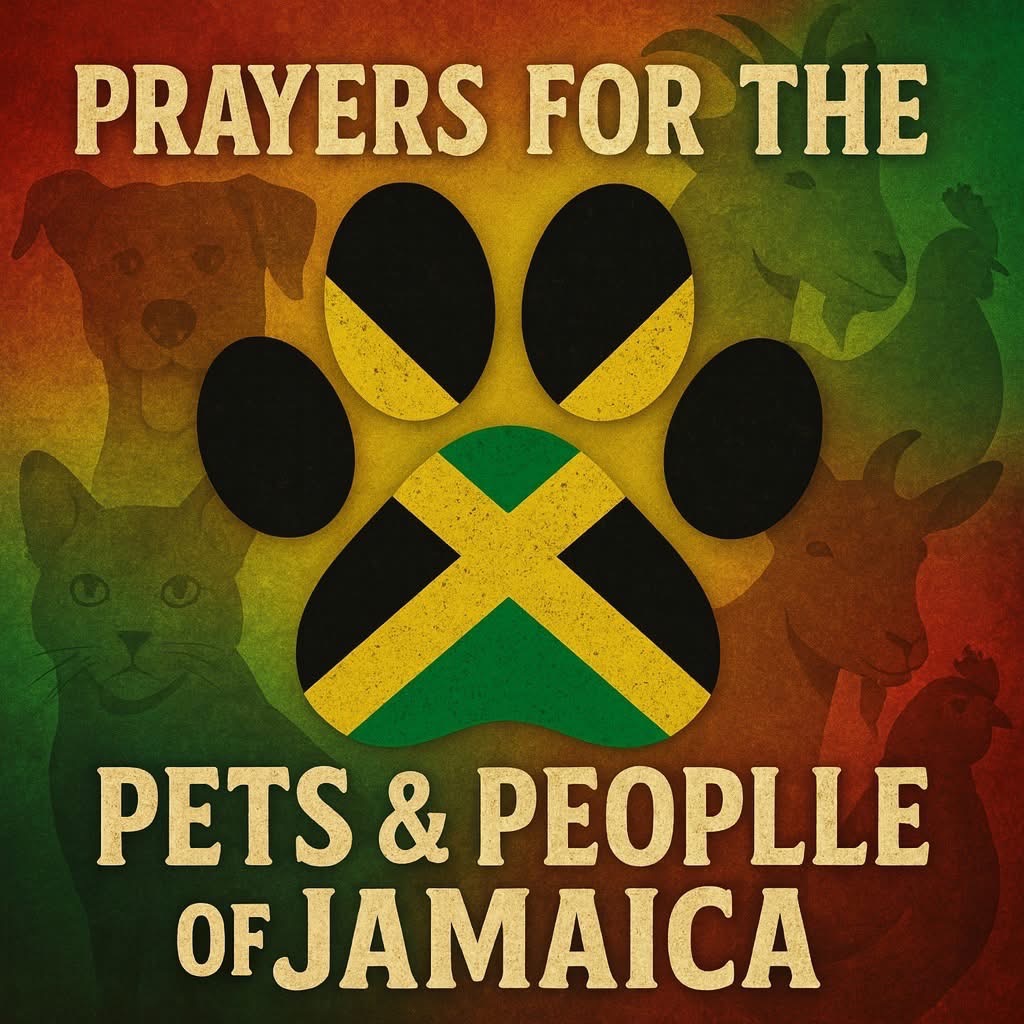 Our family & friends back home in Jamaica please & thank you campaign photo, 4 of 8