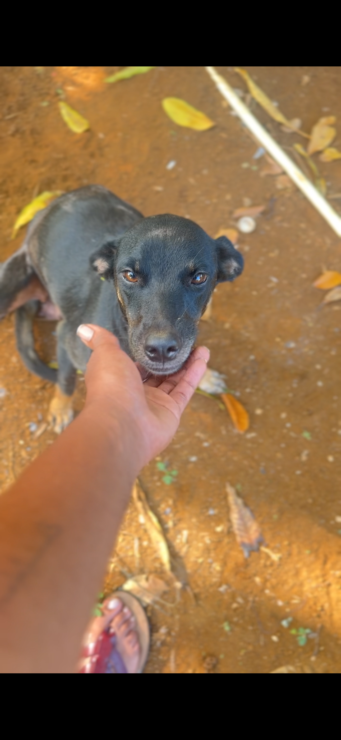 Donate to Aid Stranded Pets After Hurricane Melissa campaign photo, 7 of 8