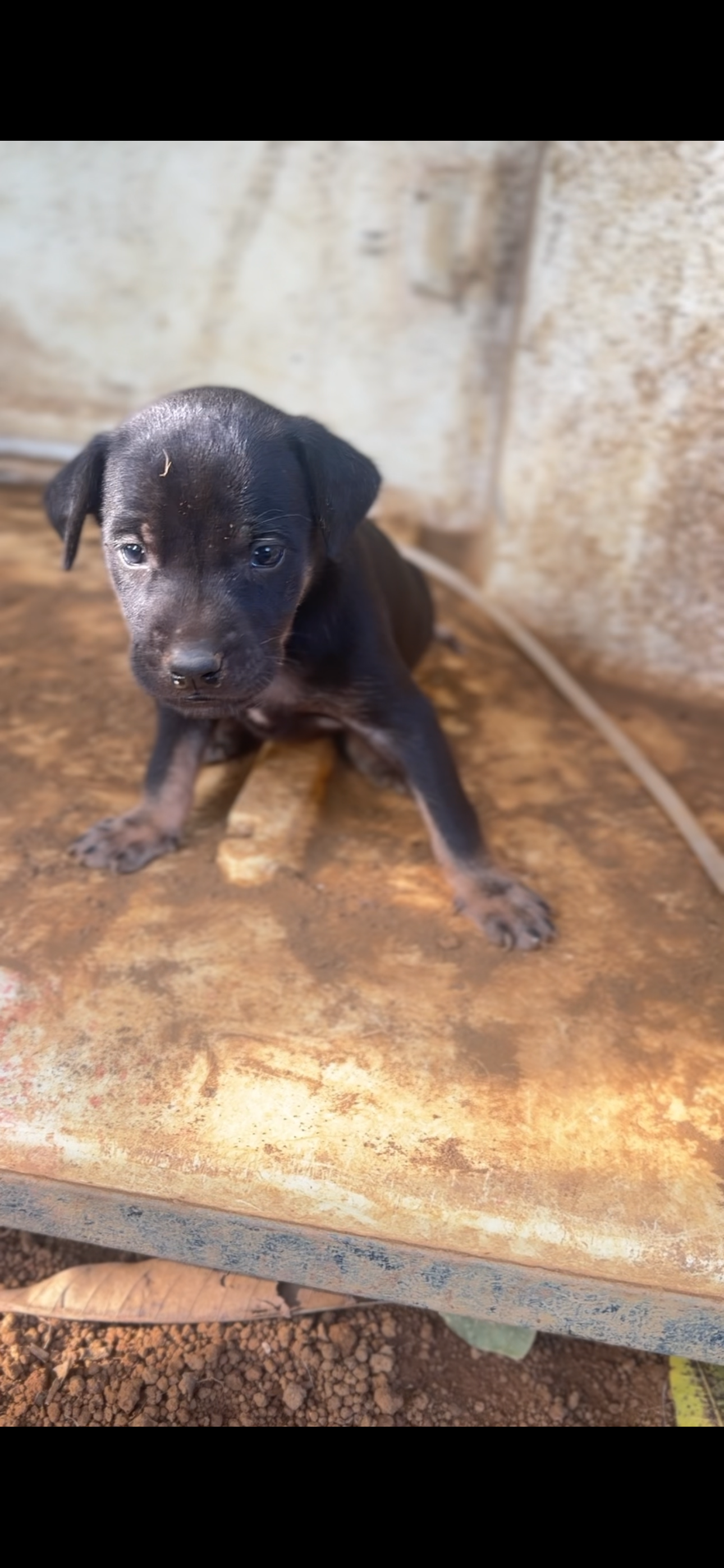 Donate to Aid Stranded Pets After Hurricane Melissa campaign photo, 2 of 8