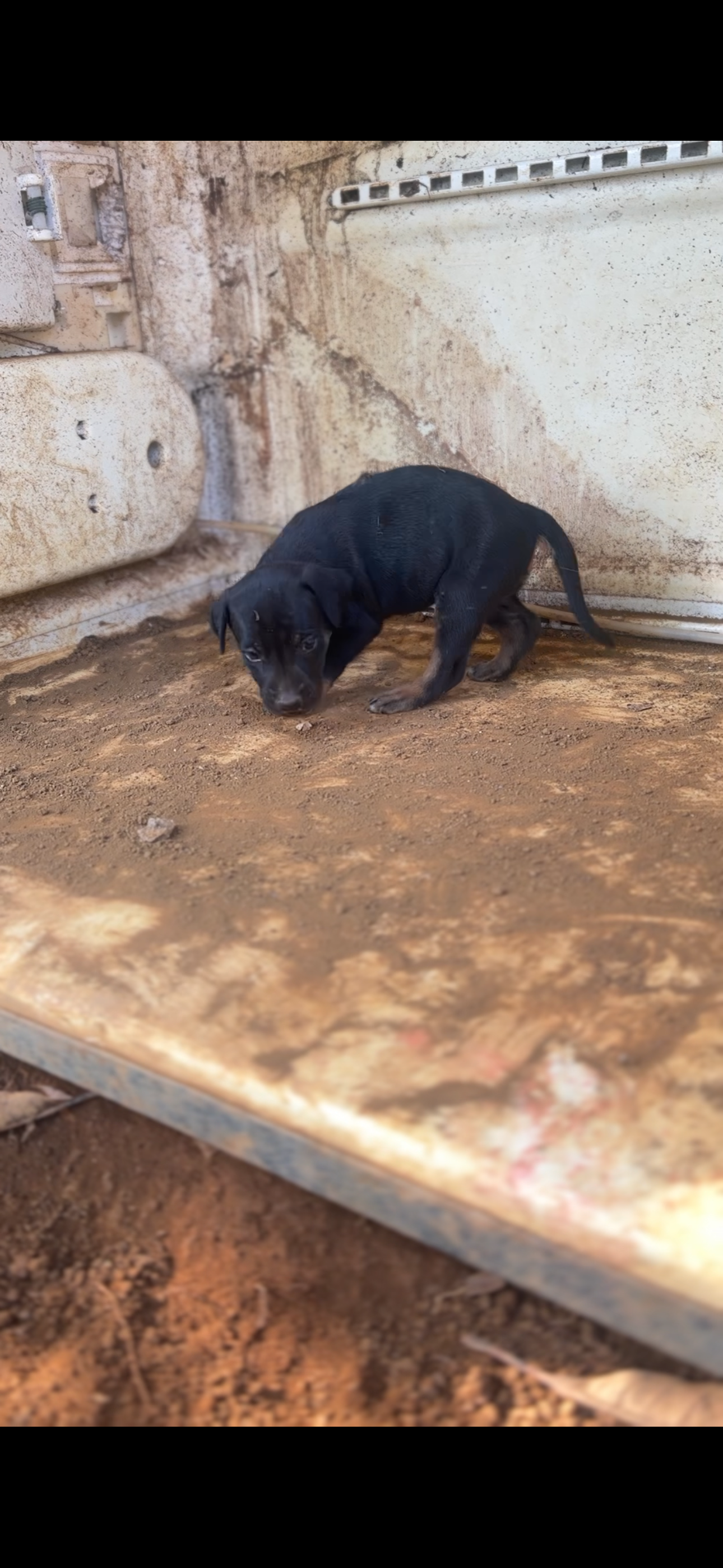 Donate to Aid Stranded Pets After Hurricane Melissa campaign photo, 5 of 8