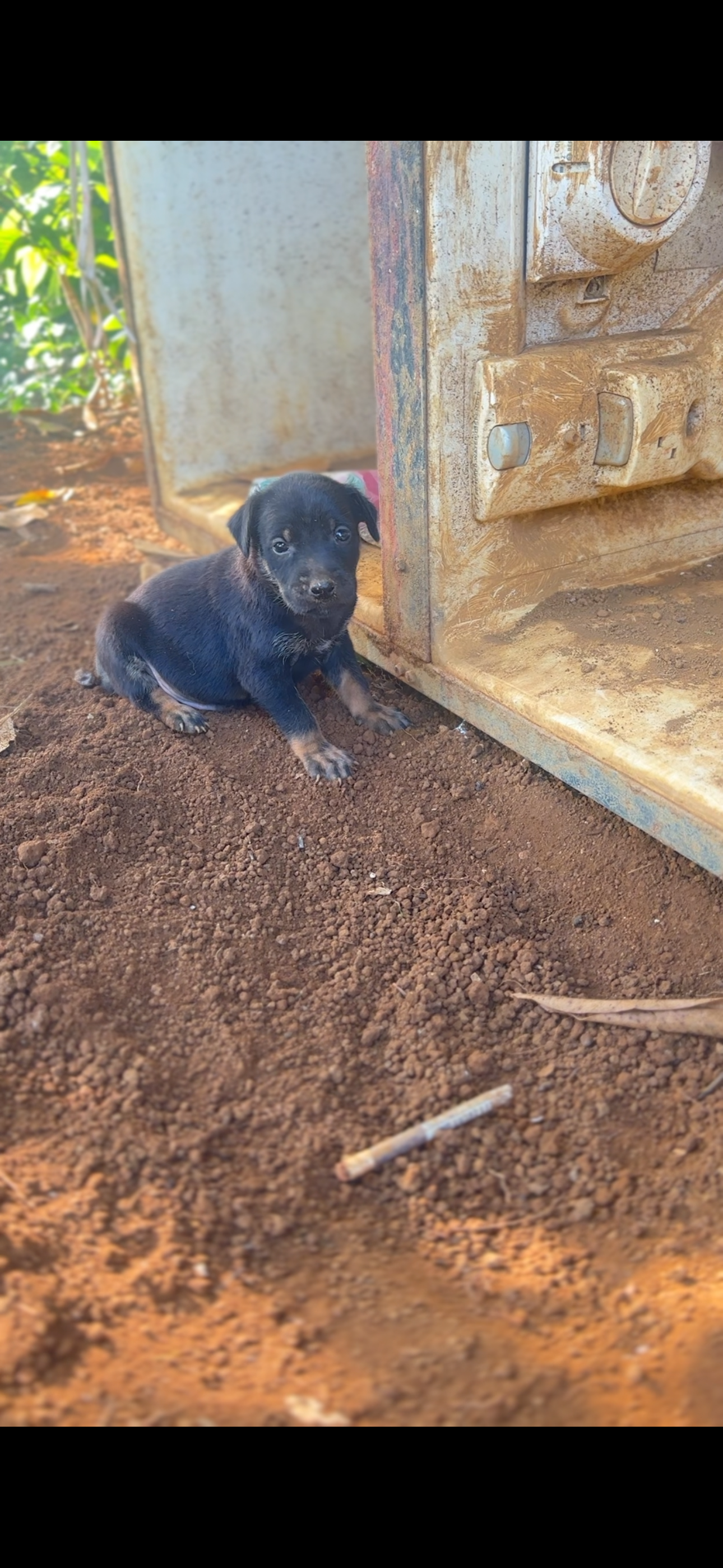 Donate to Aid Stranded Pets After Hurricane Melissa campaign photo, 6 of 8
