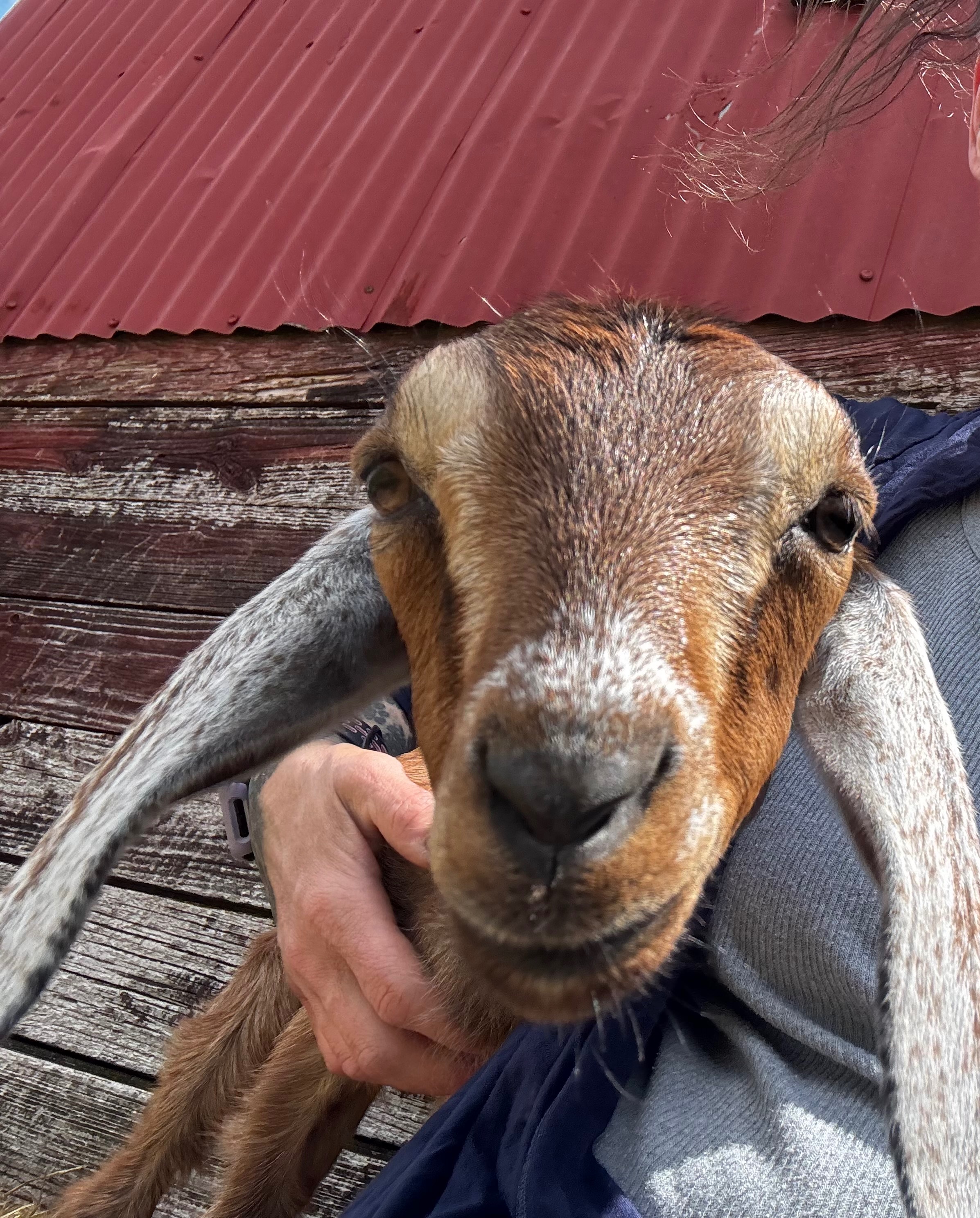 Support Faber Farm: Upgrade Essential Equipment campaign photo, 5 of 8