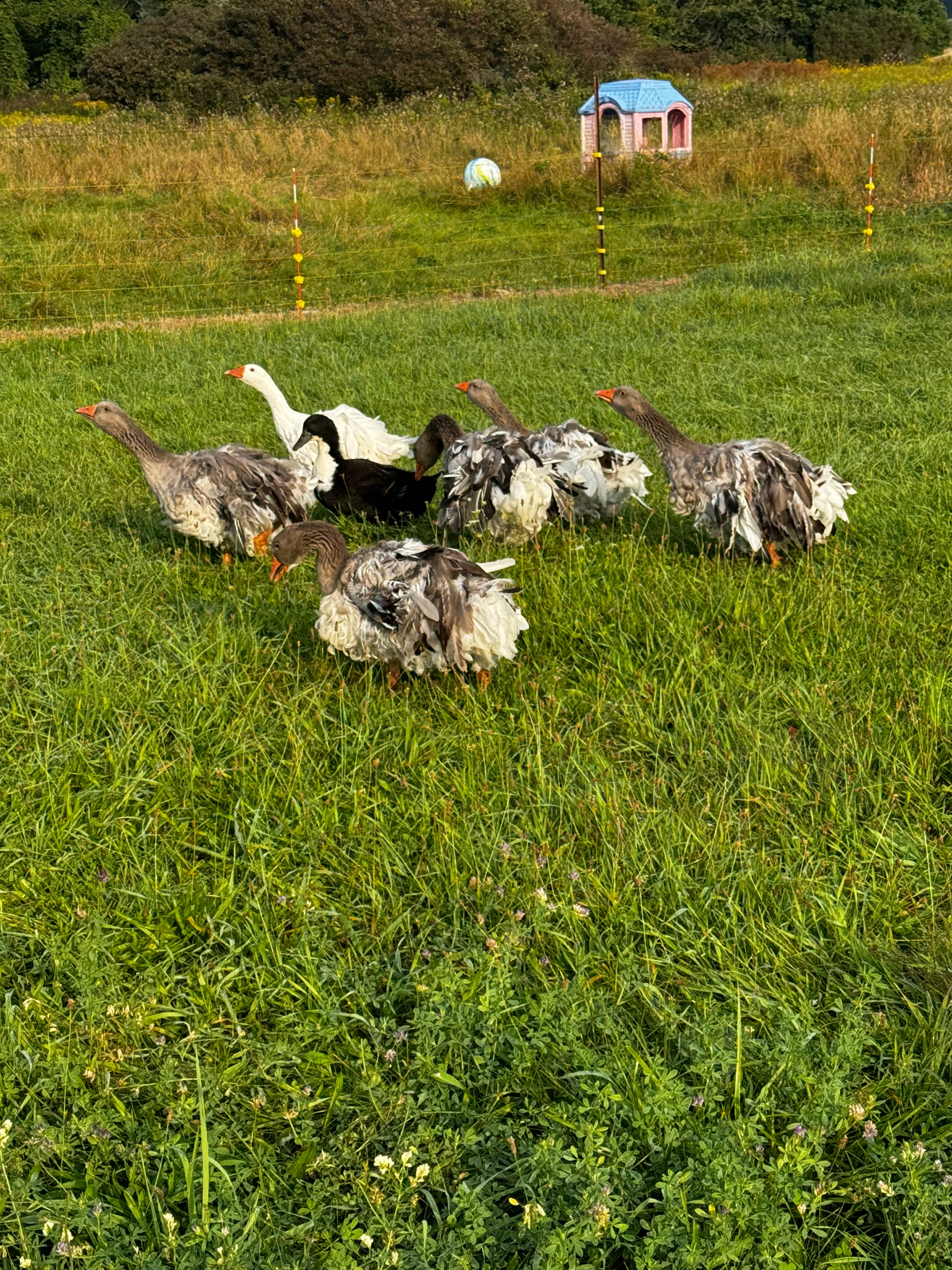 Support Faber Farm: Upgrade Essential Equipment campaign photo, 6 of 8