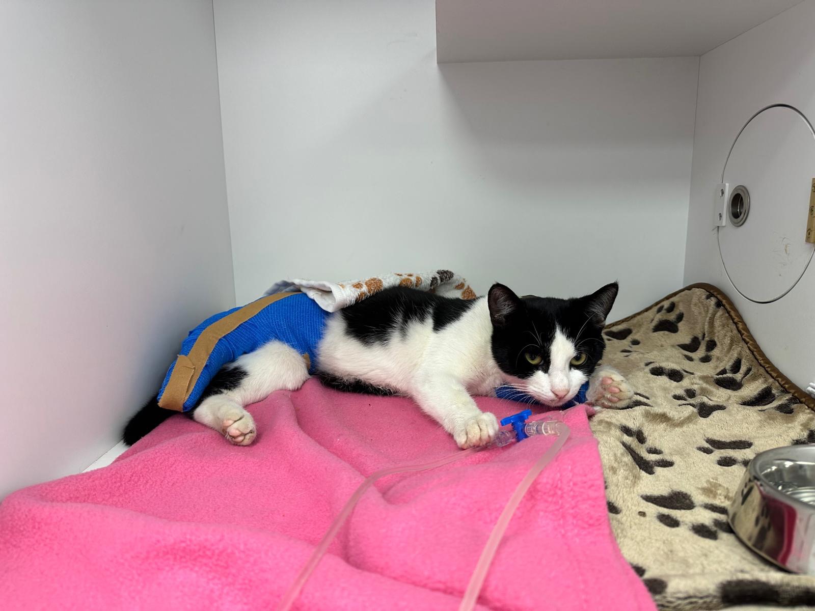 Help Xena the Warrior Kitten - Emergency Surgeries Needed campaign photo, 7 of 8