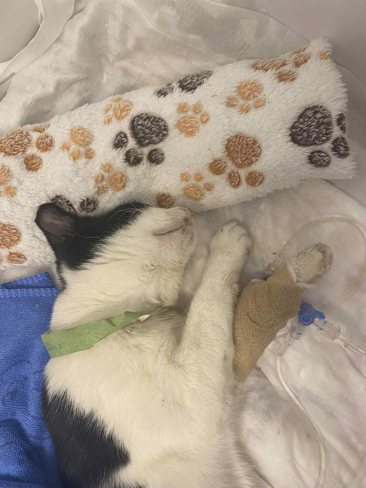 Help Xena the Warrior Kitten - Emergency Surgeries Needed campaign photo, 2 of 8