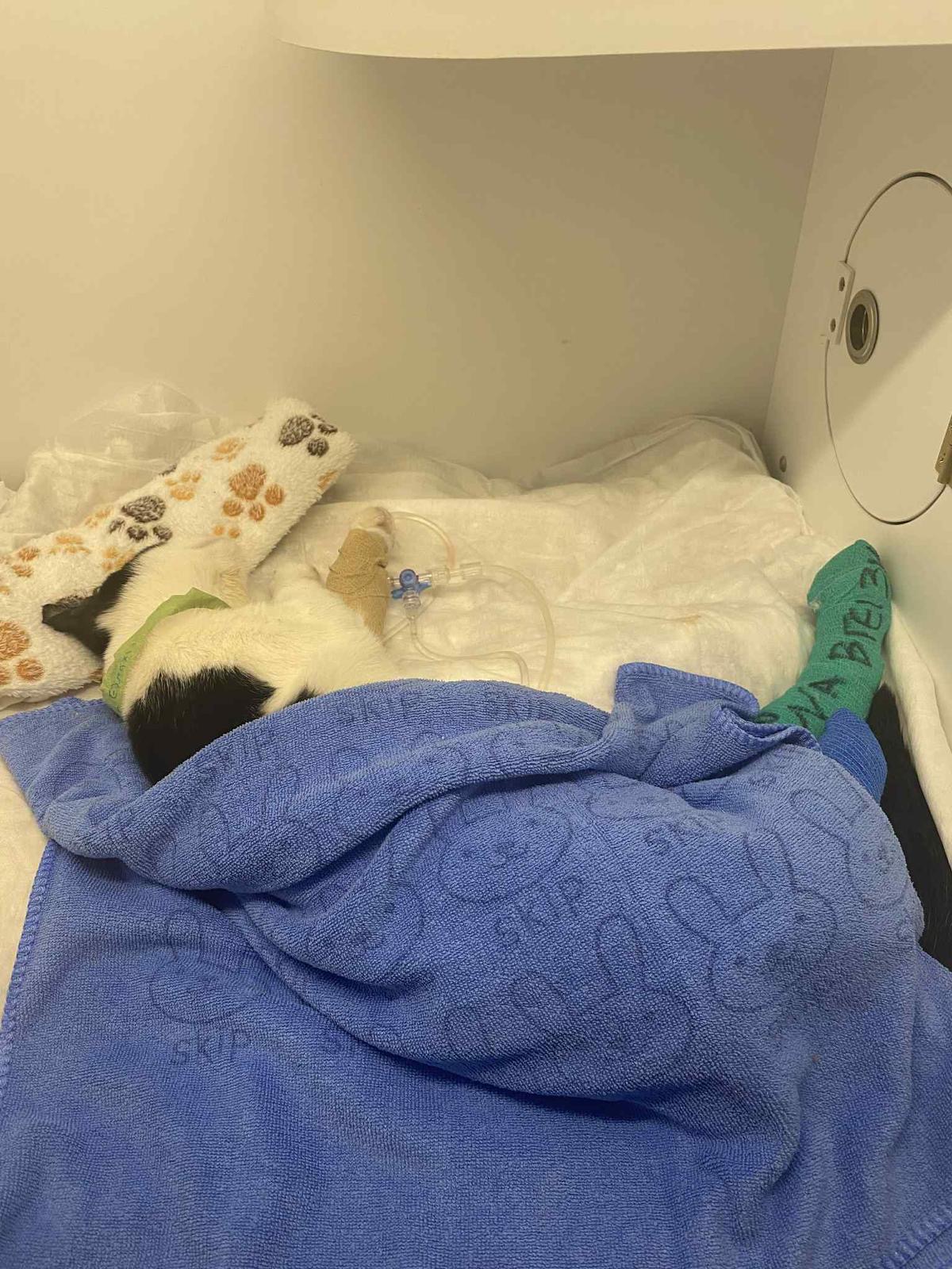 Help Xena the Warrior Kitten - Emergency Surgeries Needed campaign photo, 4 of 8