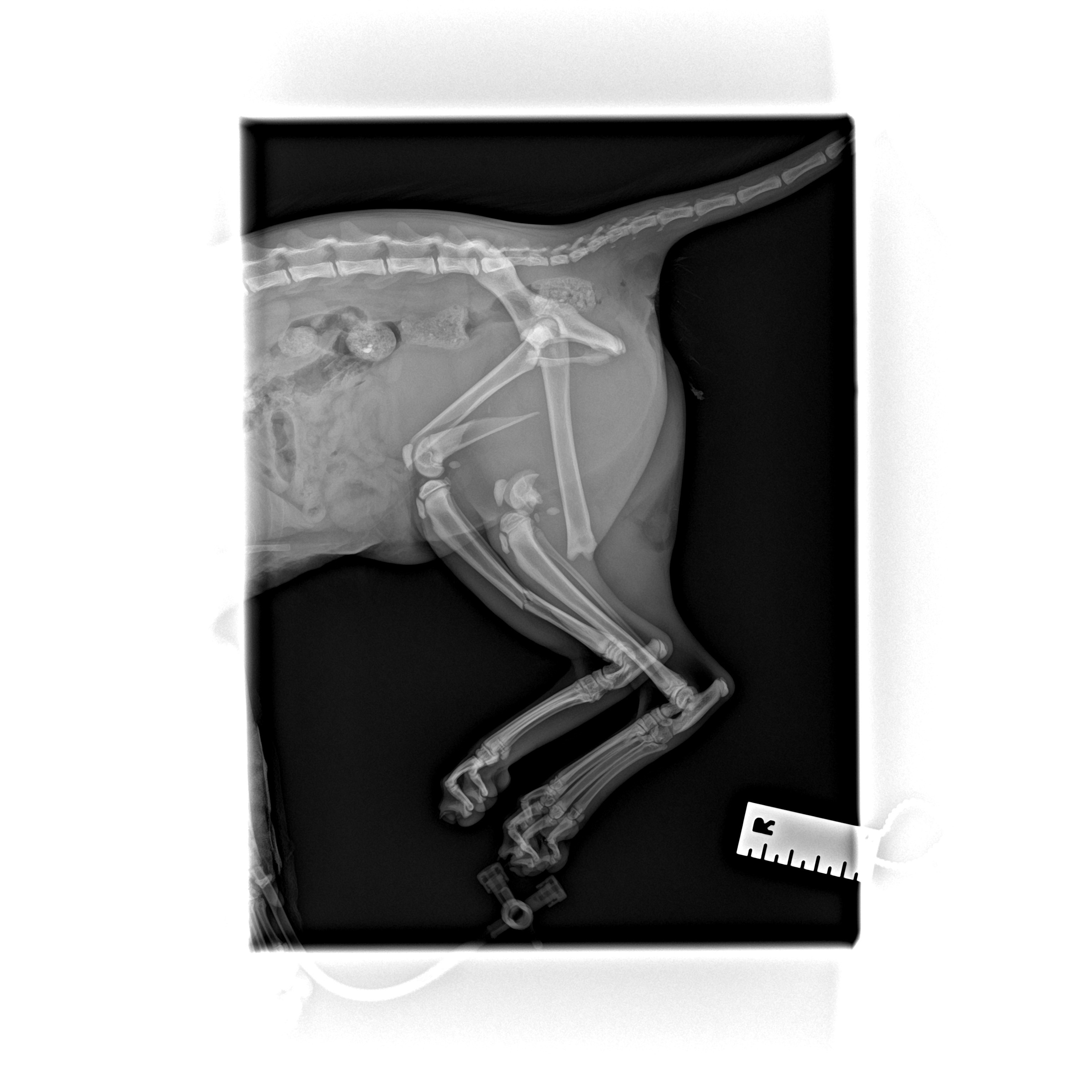 Help Xena the Warrior Kitten - Emergency Surgeries Needed campaign photo, 5 of 8