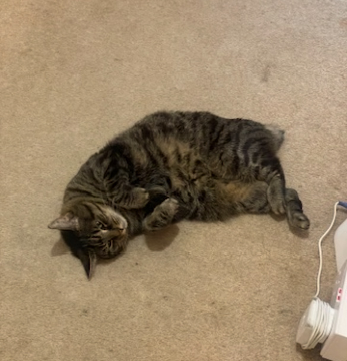 Help Millie with Urgent Vet Care campaign photo, 2 of 4