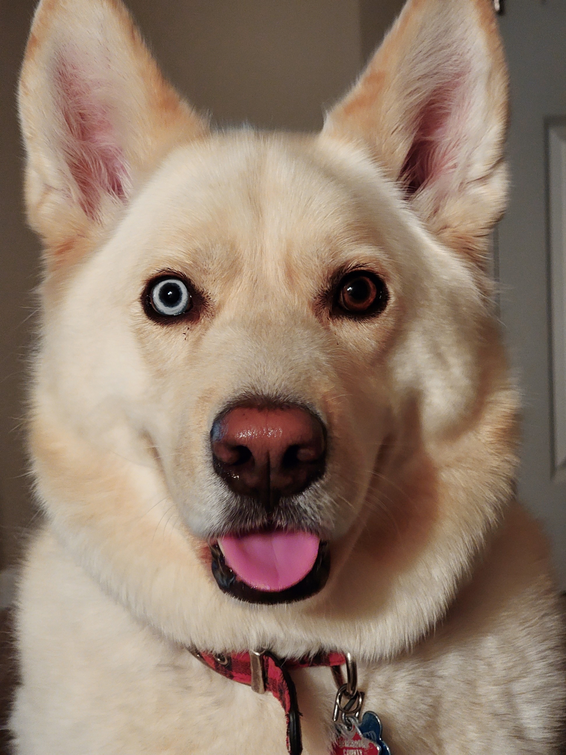 Support Dexter's Cancer Ultrasound campaign photo, 6 of 7