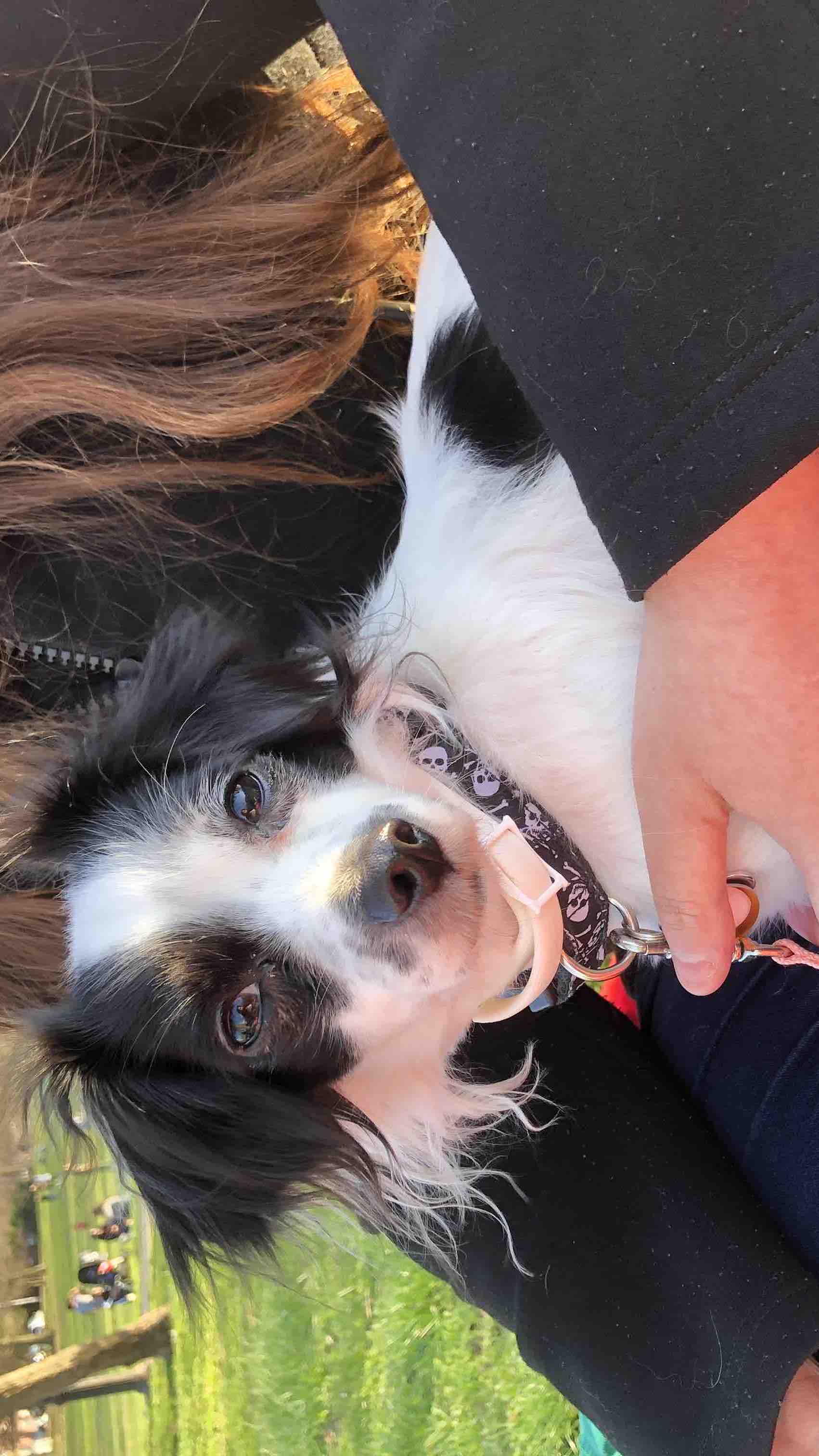 Help Leia's Tumor Surgery and Recovery photo