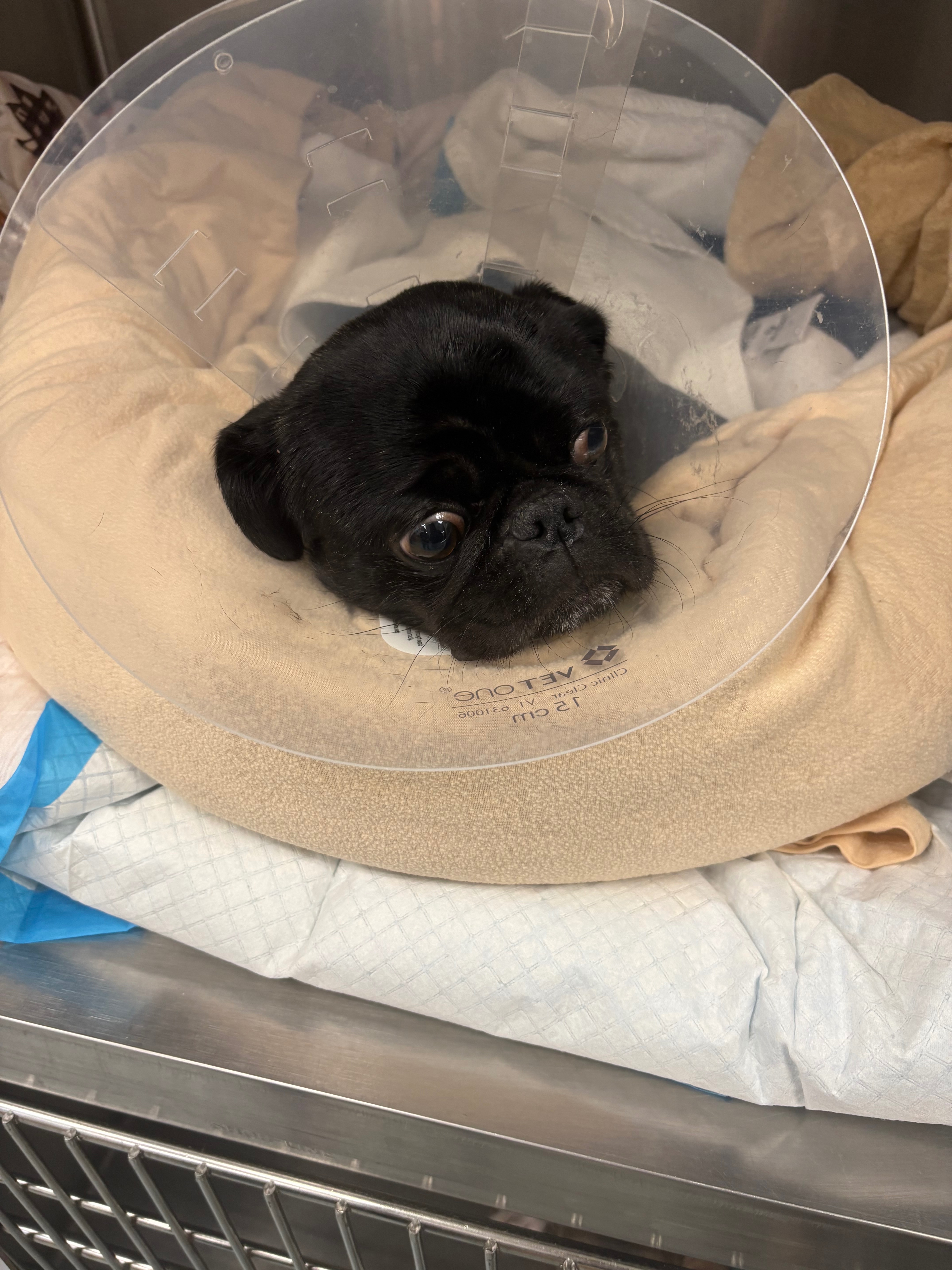 Donate for Charlie's Urgent Medical Needs campaign photo, 2 of 3