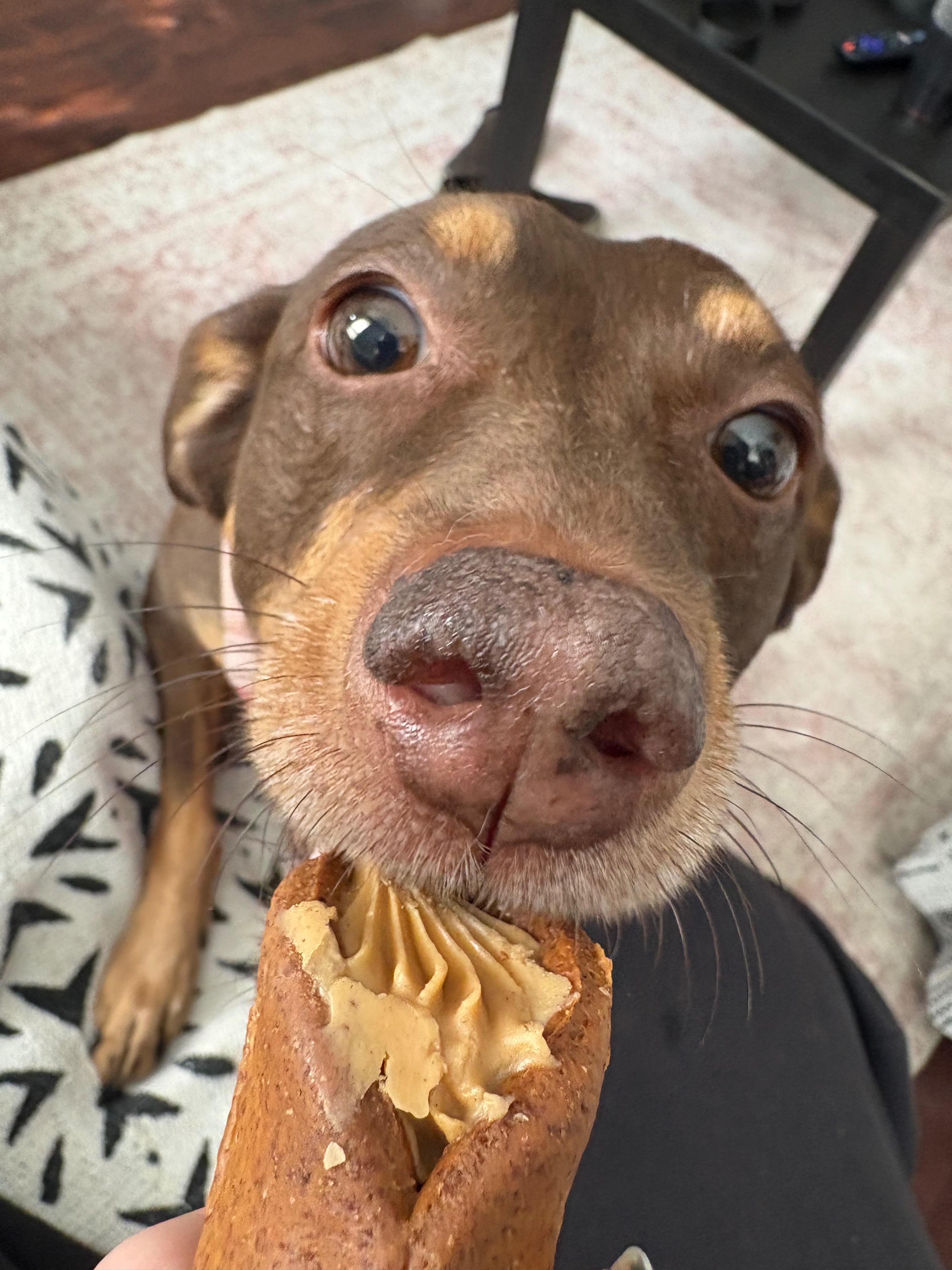 Support Jinx's ACL Surgery Recovery campaign photo, 7 of 8