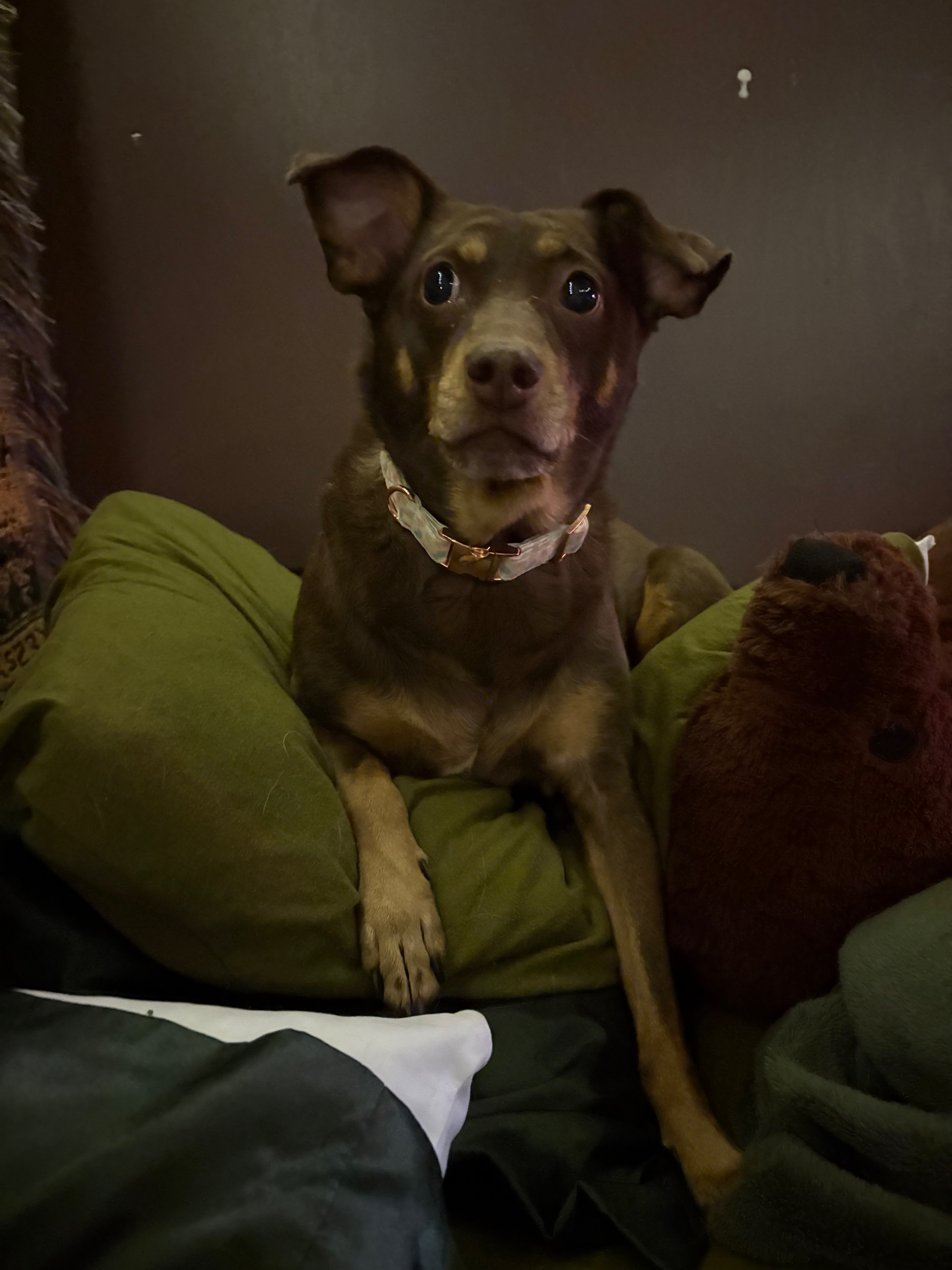 Support Jinx's ACL Surgery Recovery campaign photo, 2 of 8