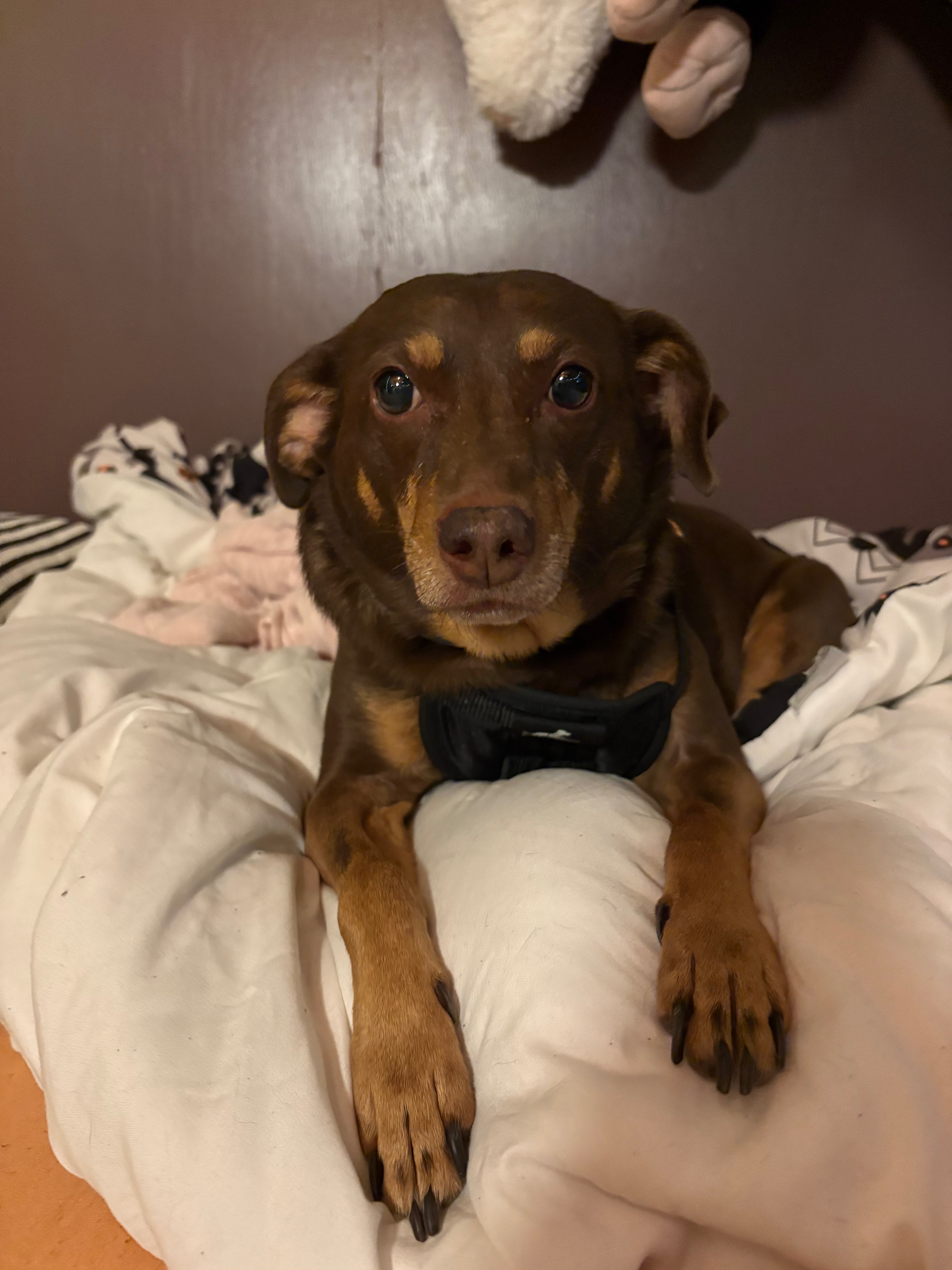 Support Jinx's ACL Surgery Recovery campaign photo, 4 of 8