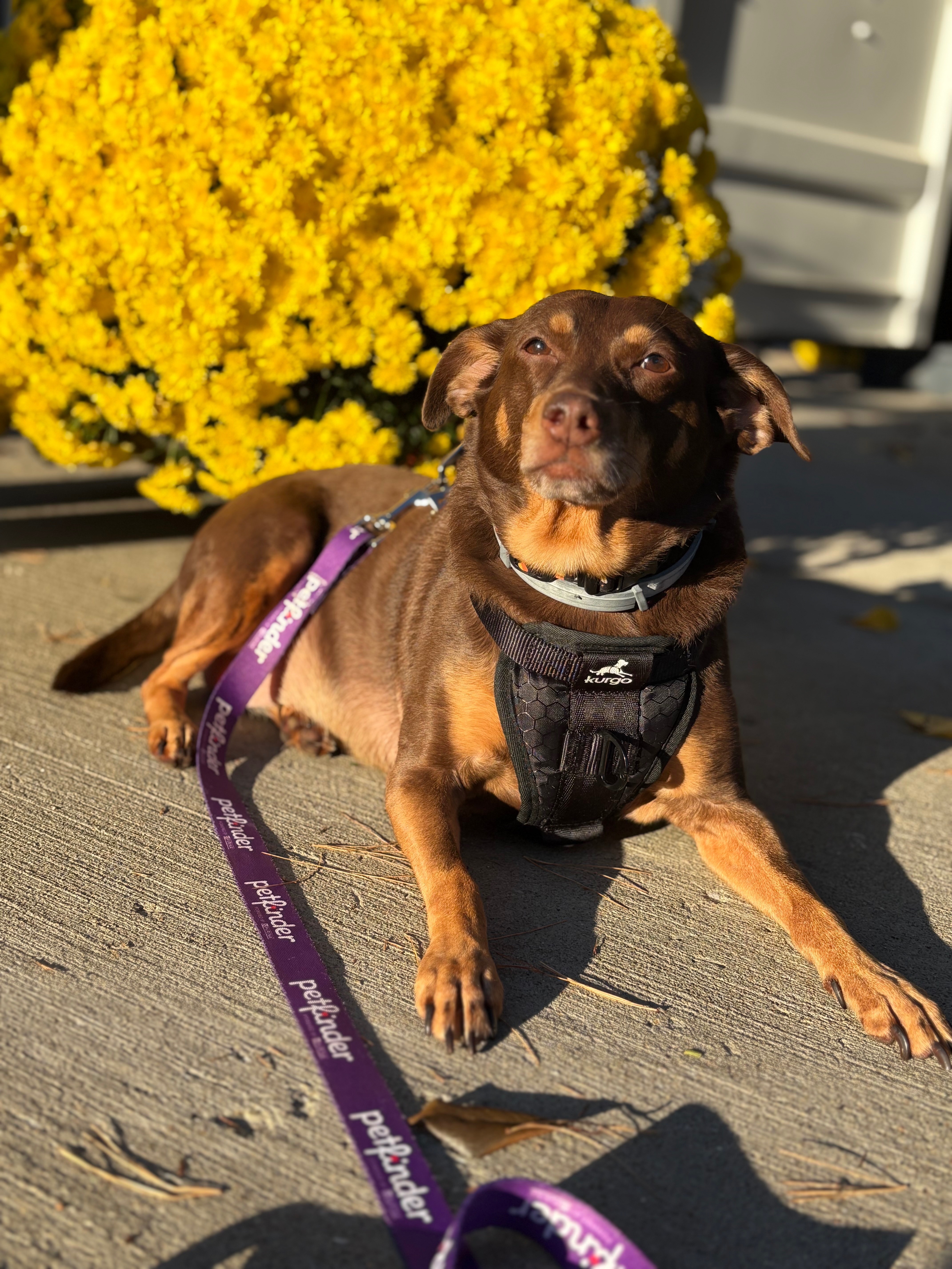 Support Jinx's ACL Surgery Recovery campaign photo, 5 of 8