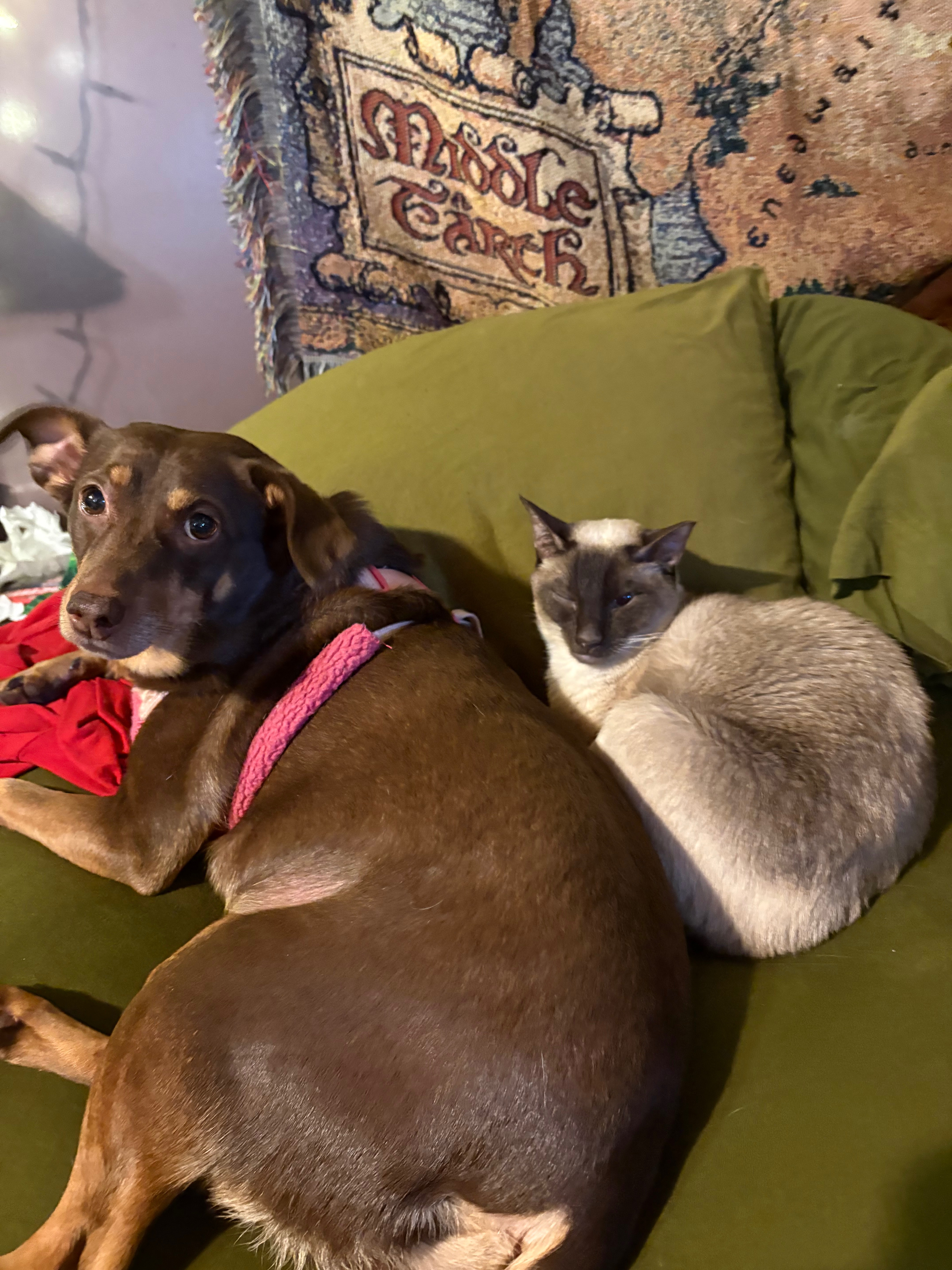 Support Jinx's ACL Surgery Recovery campaign photo, 6 of 8