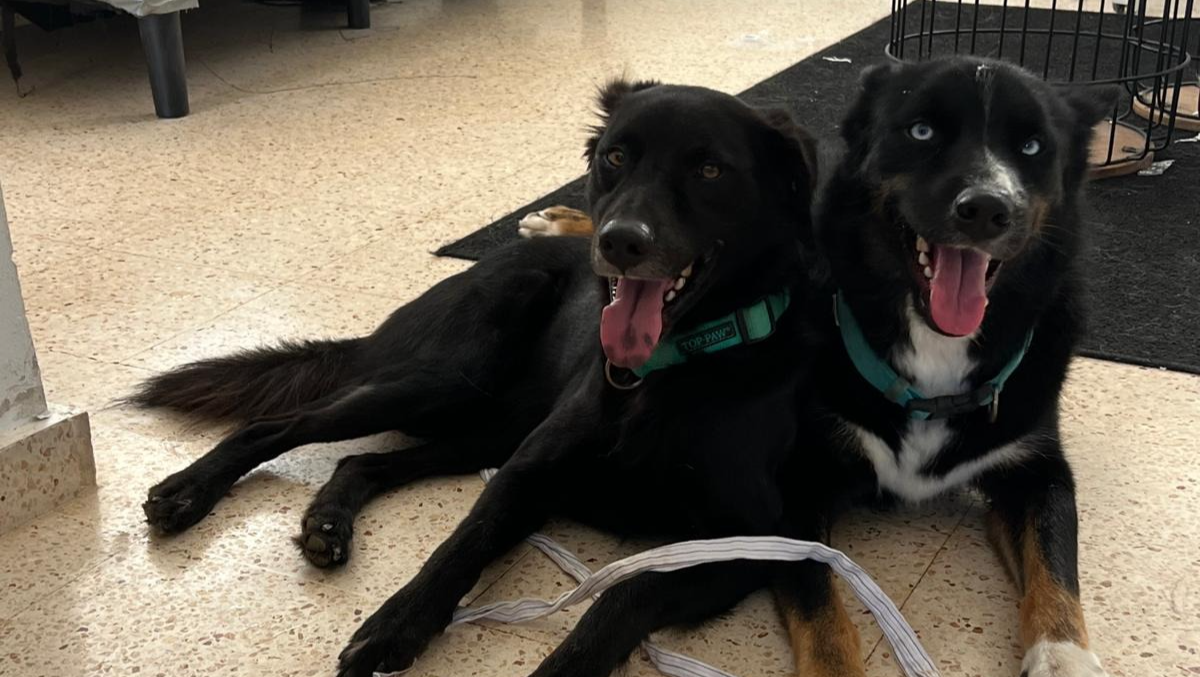 Tres corazones, una esperanza. Ayuda para mis perritos photo