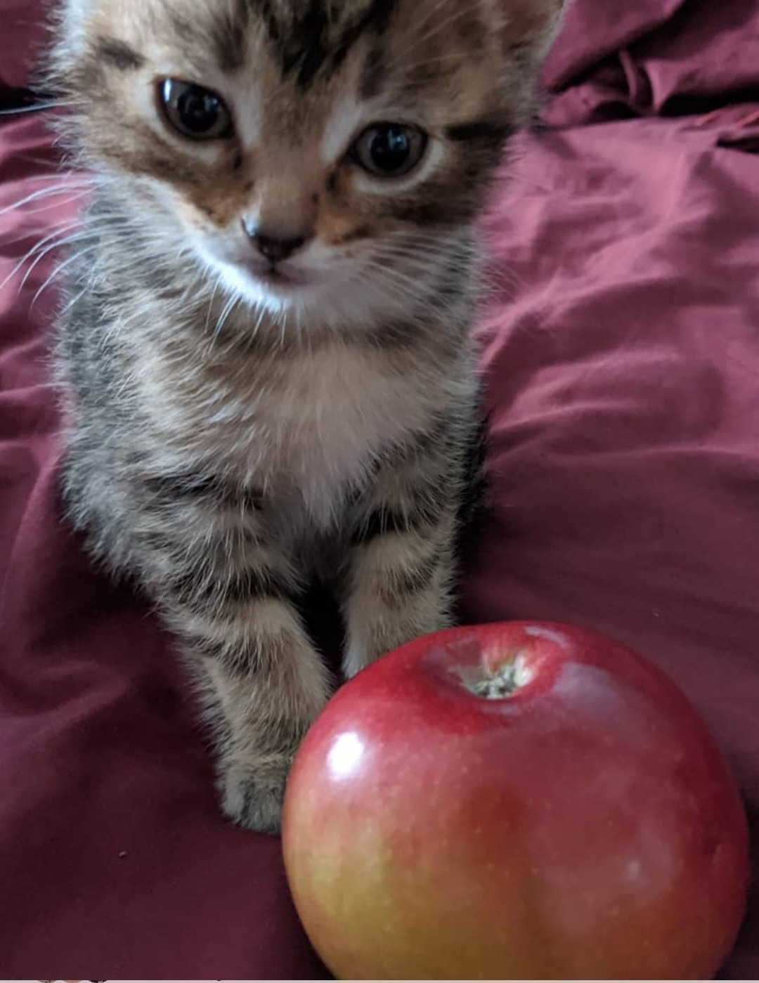 Cornelius the Cat Cystotomy Surgery Fund campaign photo, 6 of 7