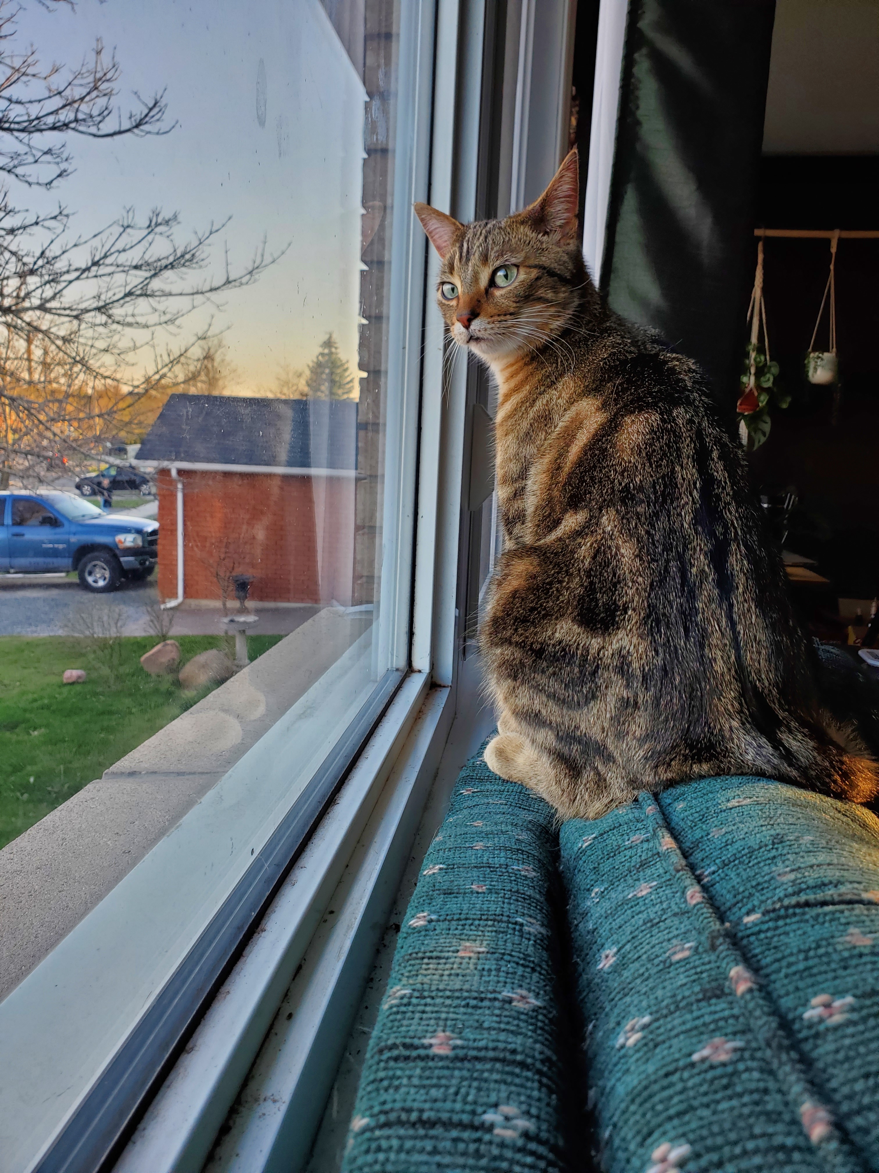 Cornelius the Cat Cystotomy Surgery Fund campaign photo, 2 of 7