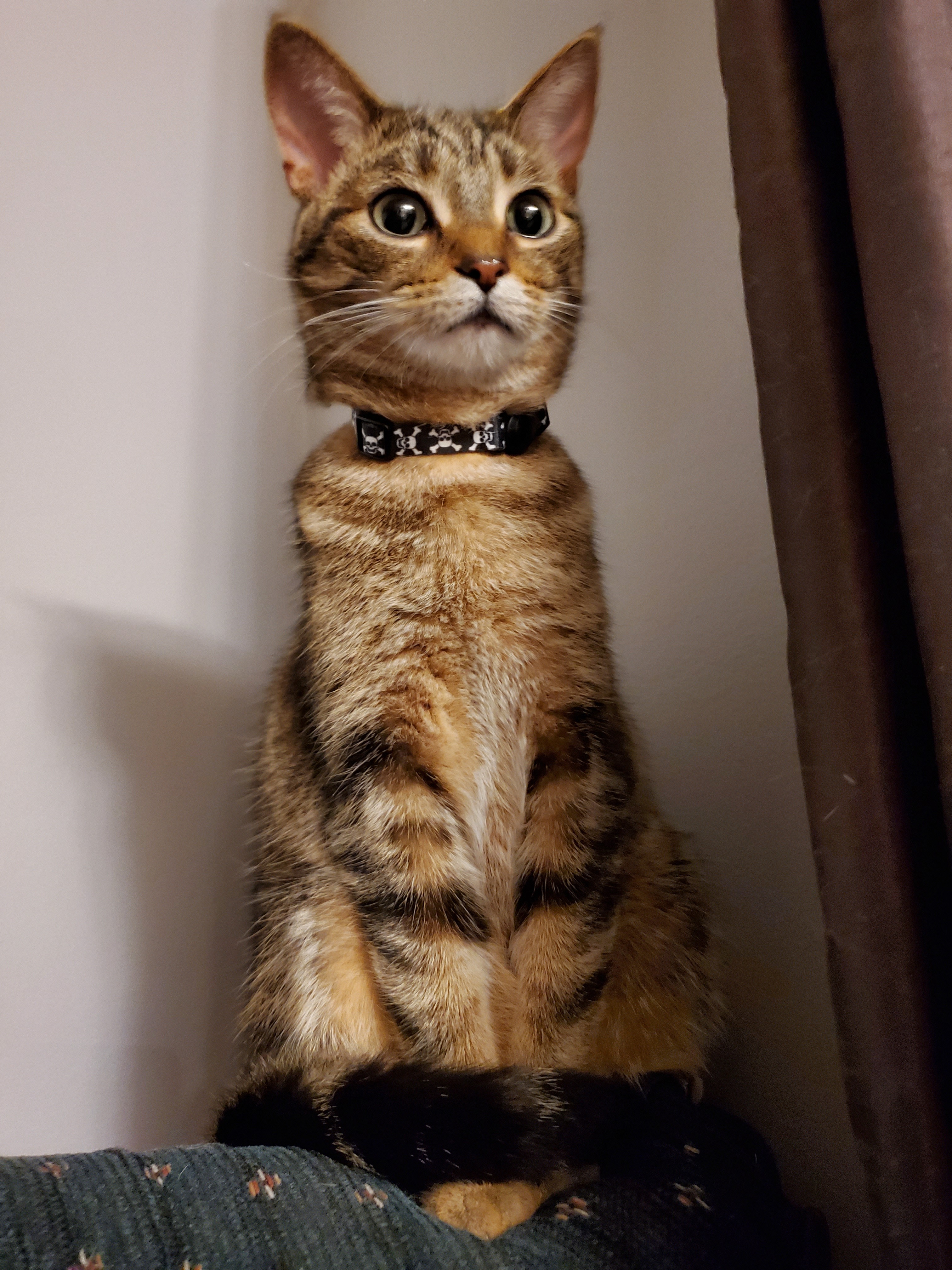 Cornelius the Cat Cystotomy Surgery Fund campaign photo, 5 of 7