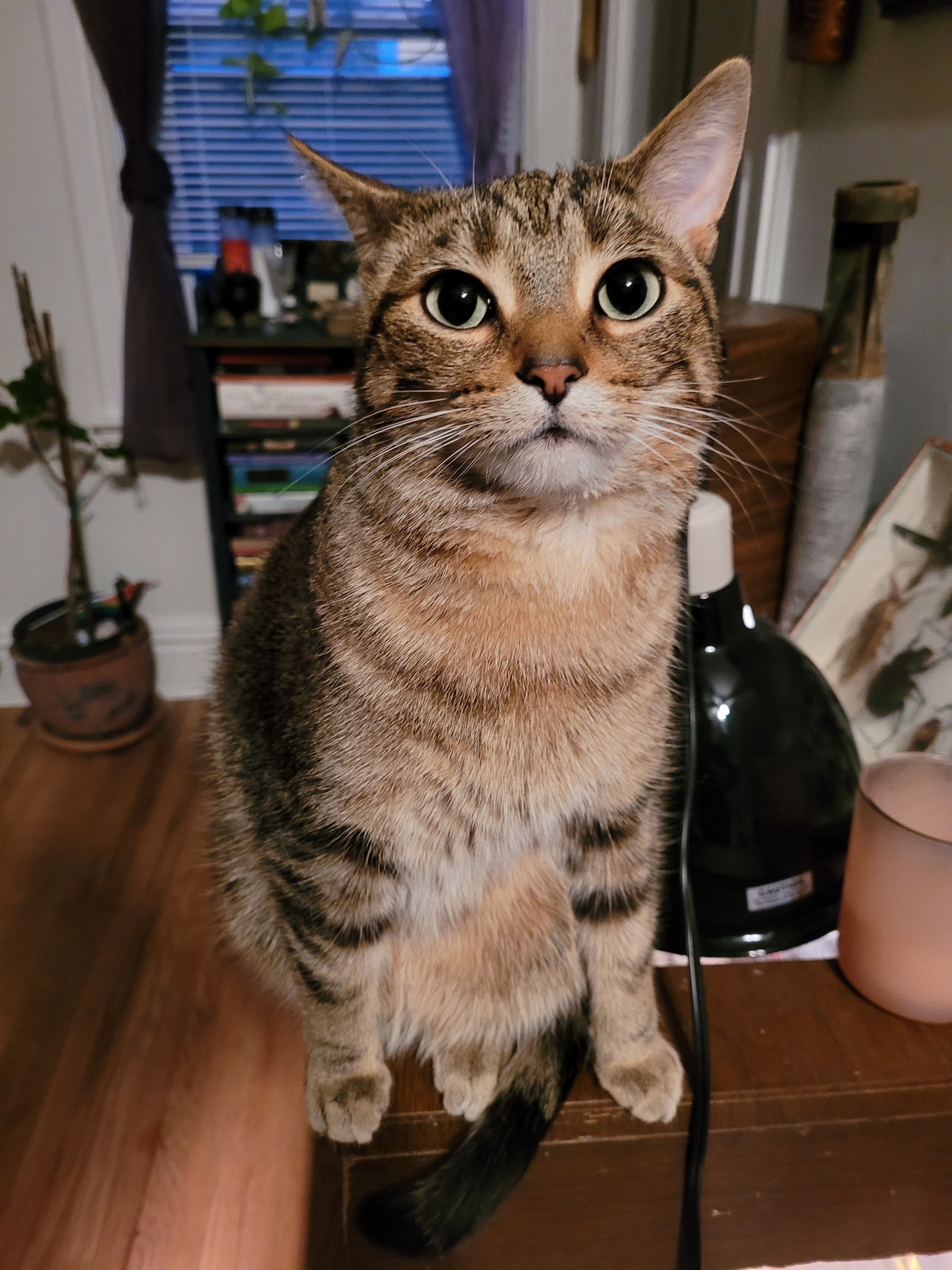 Cornelius the Cat Cystotomy Surgery Fund campaign photo, 4 of 7