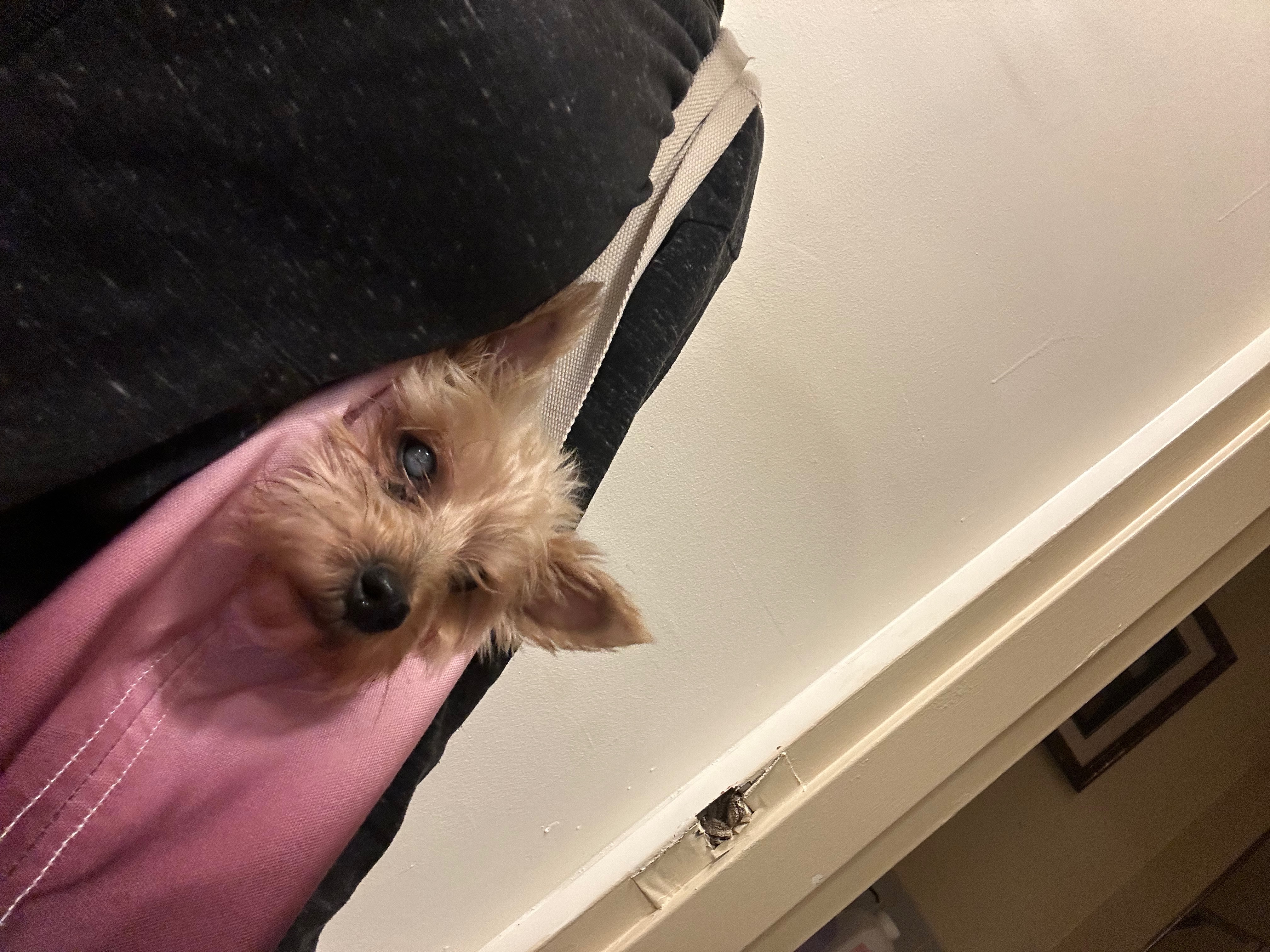Help Royalty Get Life-Saving Surgery campaign photo, 5 of 6