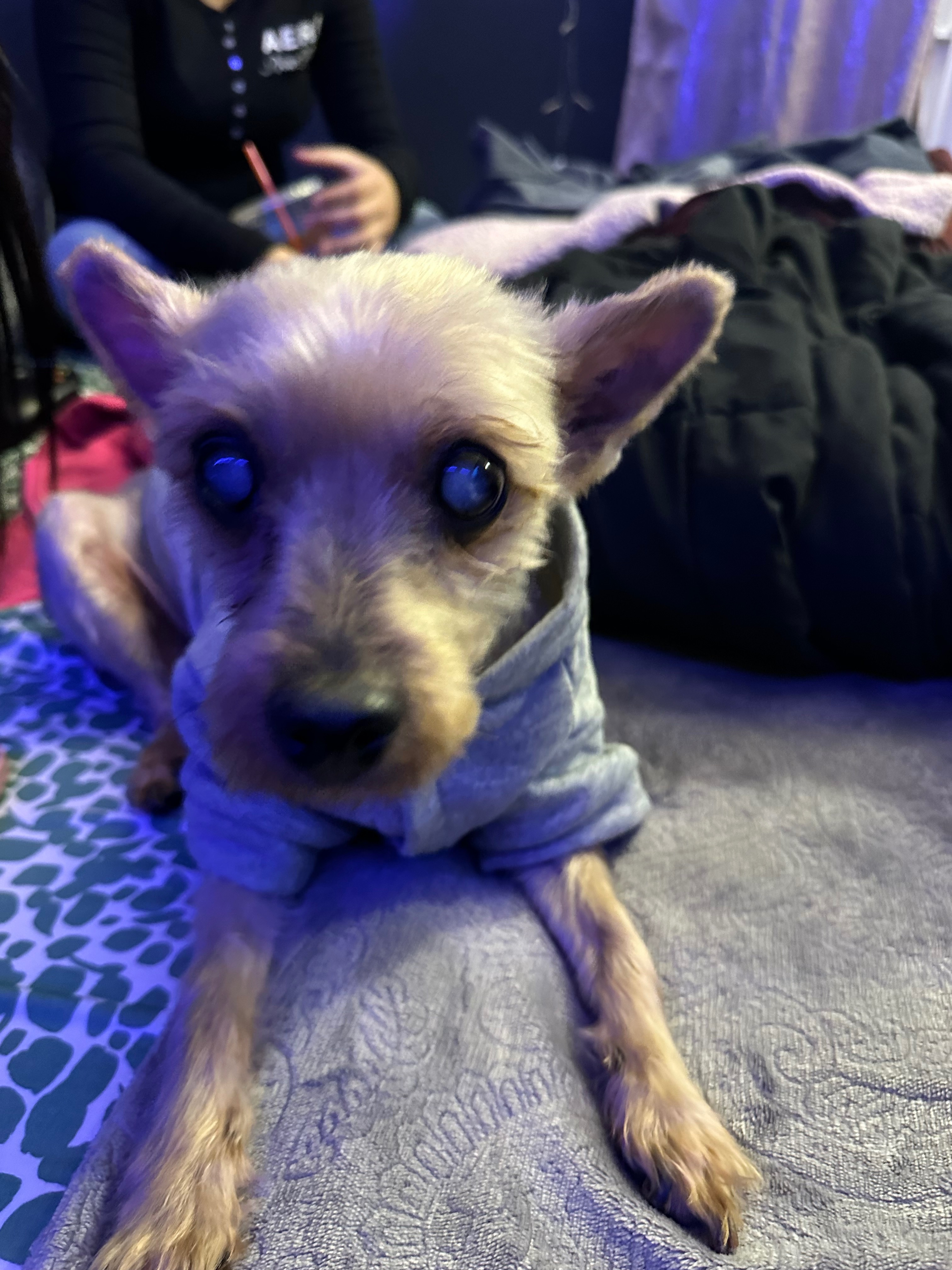 Help Royalty Get Life-Saving Surgery campaign photo, 2 of 6