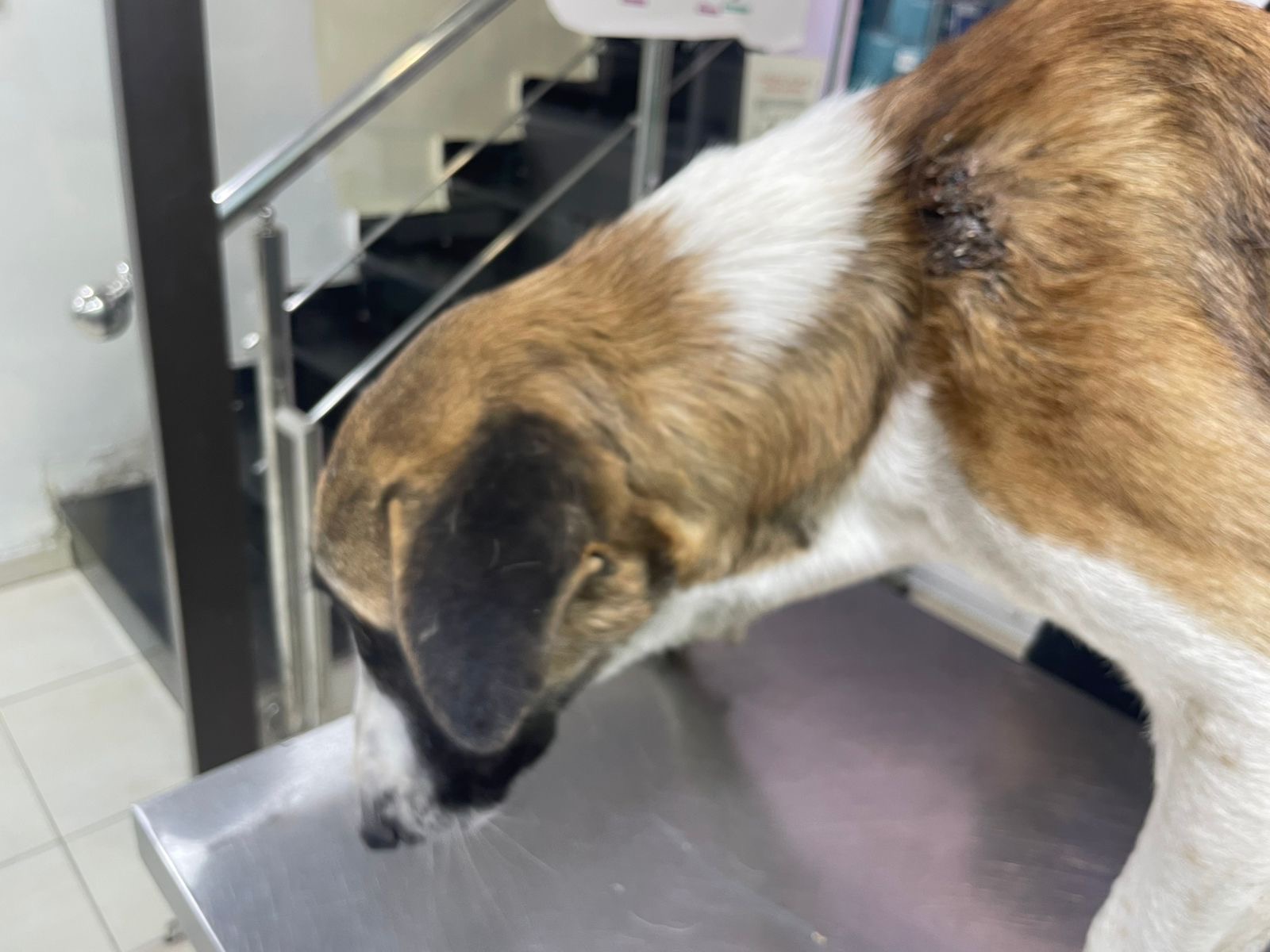 Help Stinky Paw: Bullet lodged in his shoulder campaign photo, 7 of 8