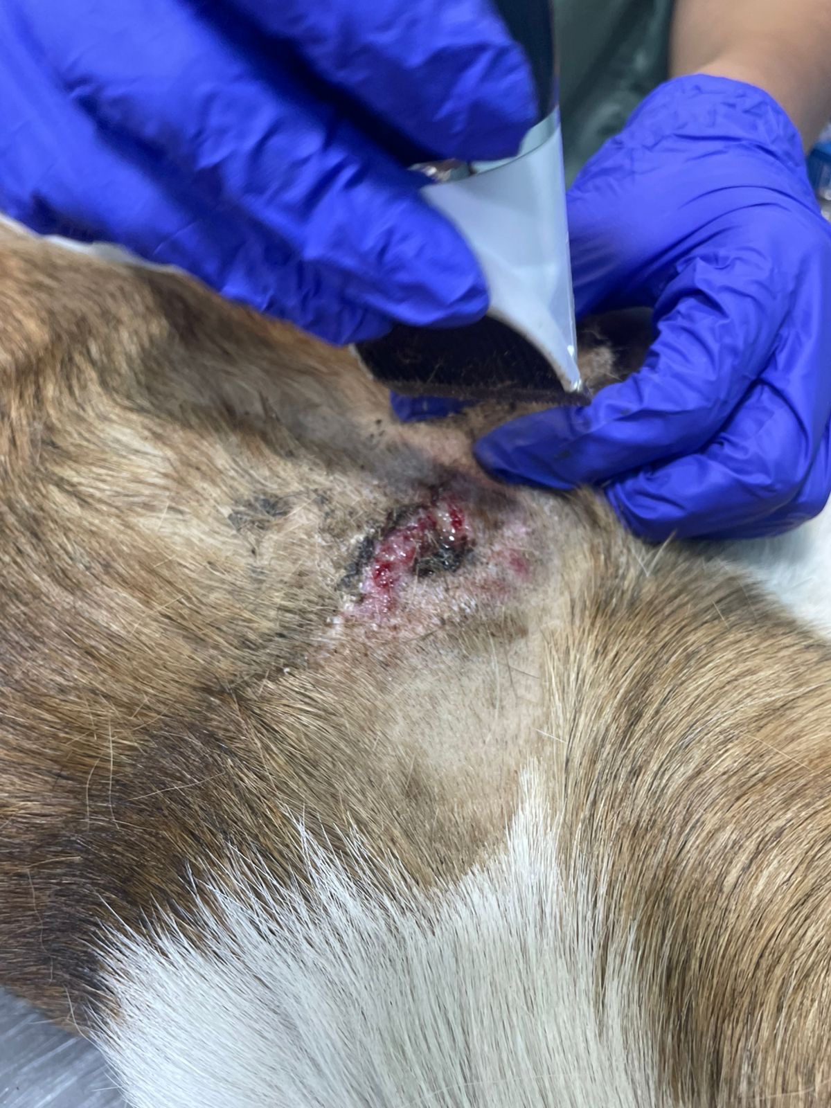 Help Stinky Paw: Bullet lodged in his shoulder campaign photo, 2 of 8