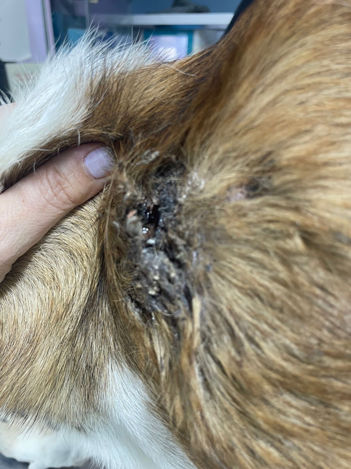 Help Stinky Paw: Bullet lodged in his shoulder campaign photo, 4 of 8