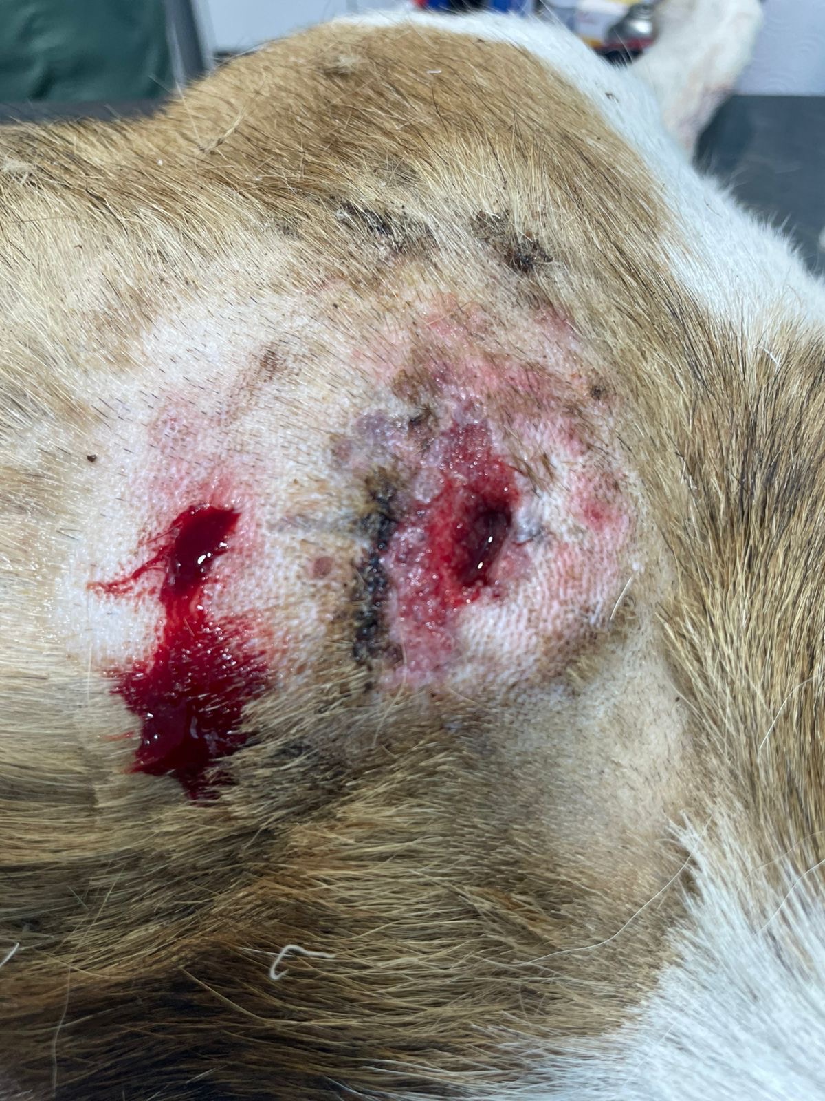 Help Stinky Paw: Bullet lodged in his shoulder campaign photo, 5 of 8