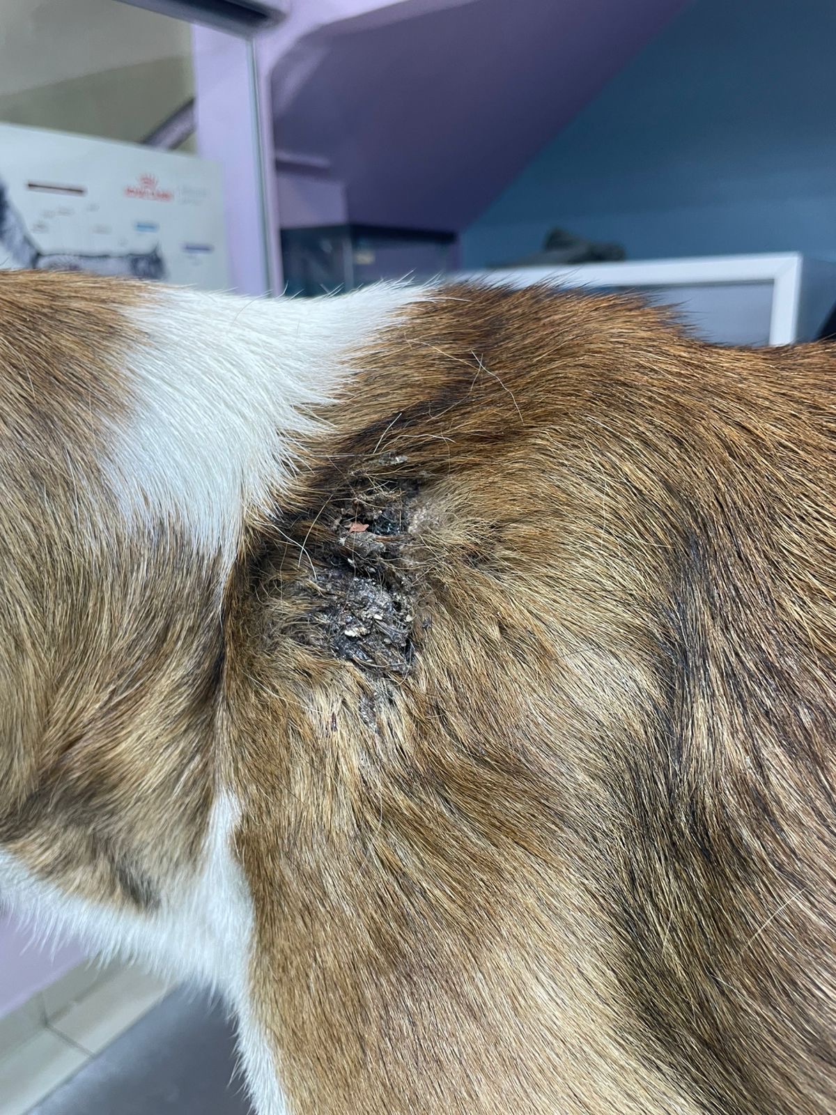 Help Stinky Paw: Bullet lodged in his shoulder campaign photo, 6 of 8