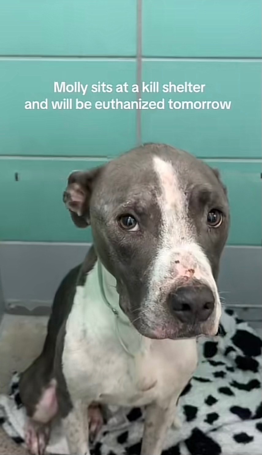 Donate to Save Opie's Life from heartworms campaign photo, 4 of 5