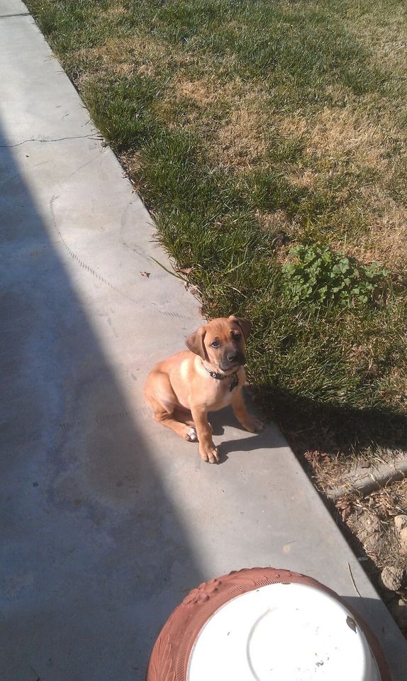 Help me Give Jack the Comfort He Deserves in His Last Day campaign photo, 2 of 8
