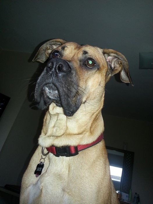 Help me Give Jack the Comfort He Deserves in His Last Day campaign photo, 7 of 8