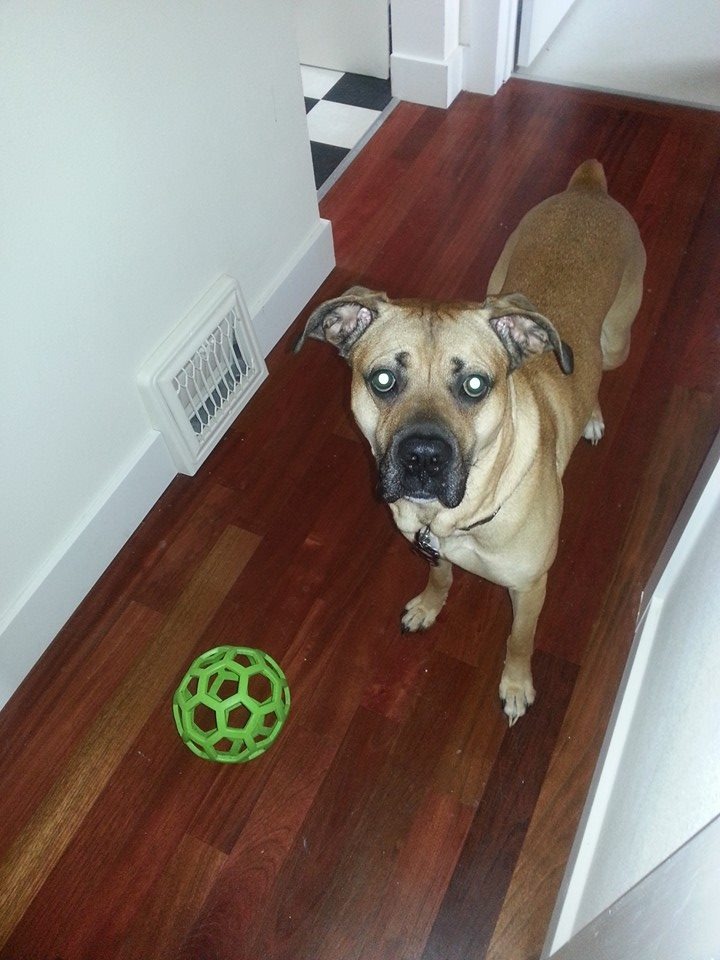 Help me Give Jack the Comfort He Deserves in His Last Day campaign photo, 4 of 8