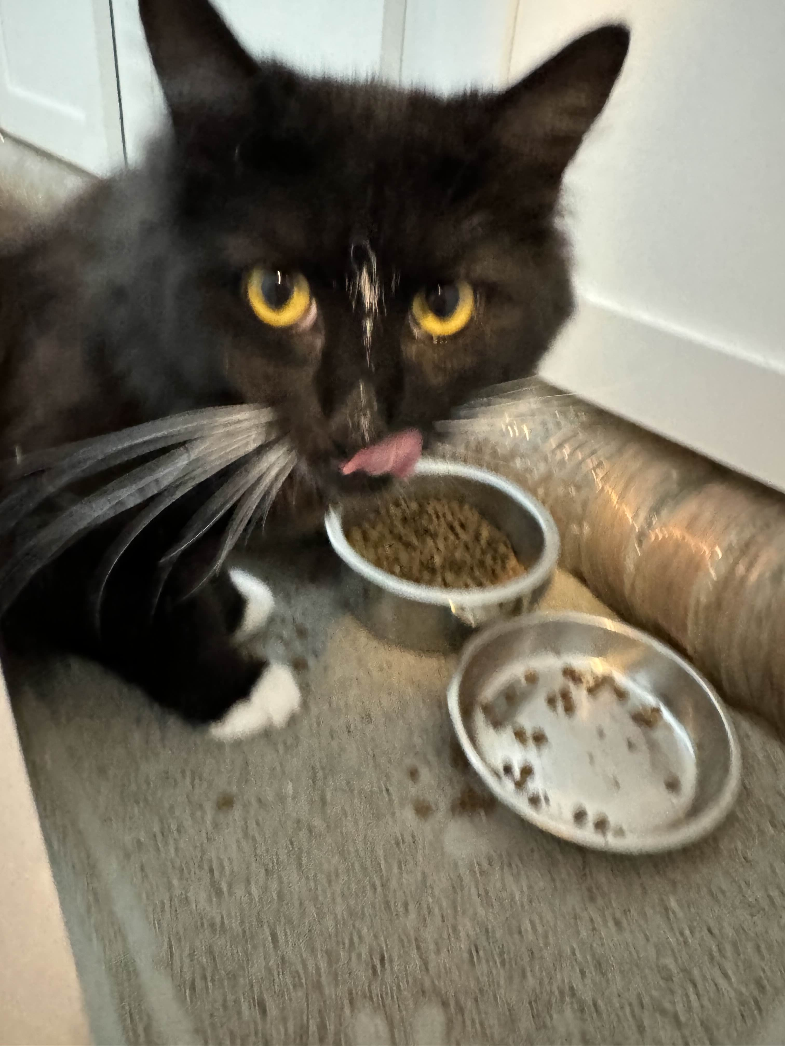 Save Ace: Help Medli and Nathan's Cat campaign photo, 7 of 8